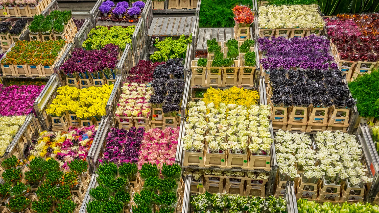 Holland2015-207.jpg