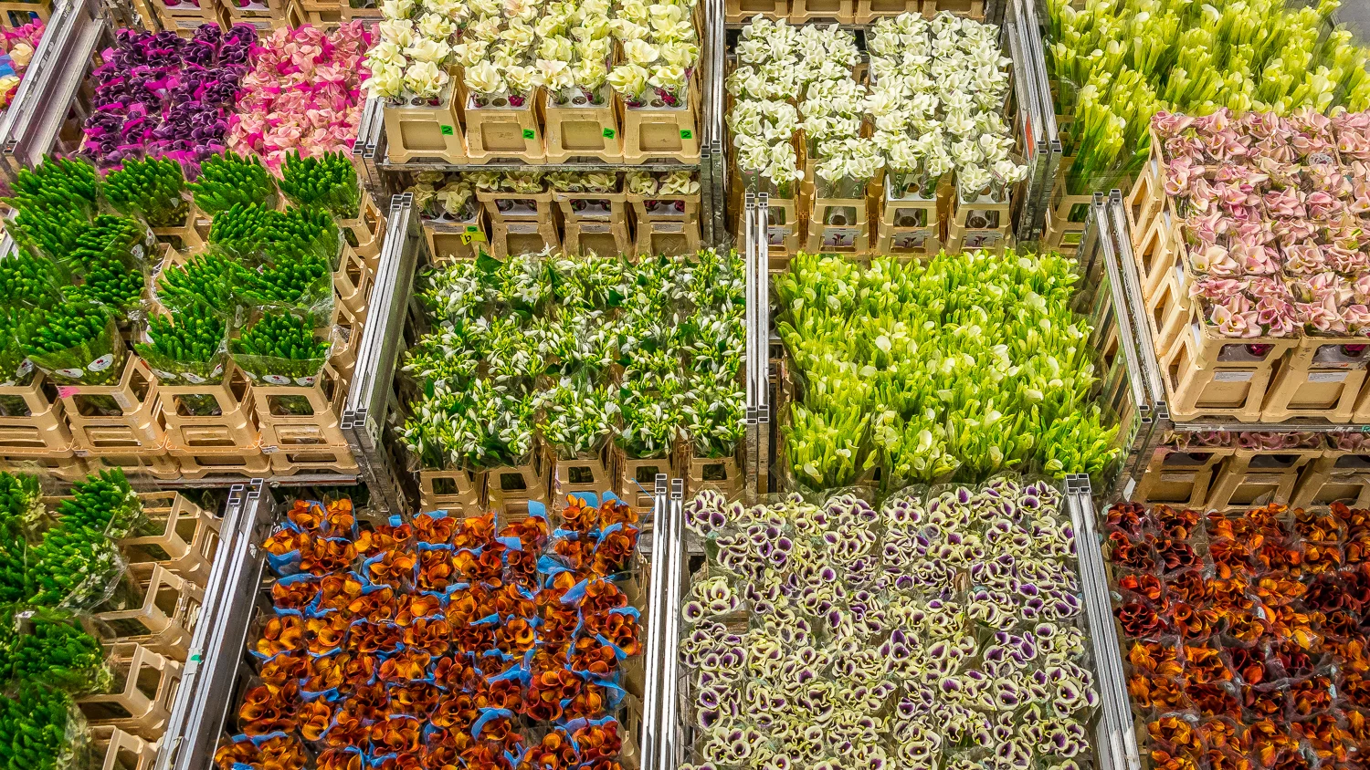 Holland2015-209.jpg