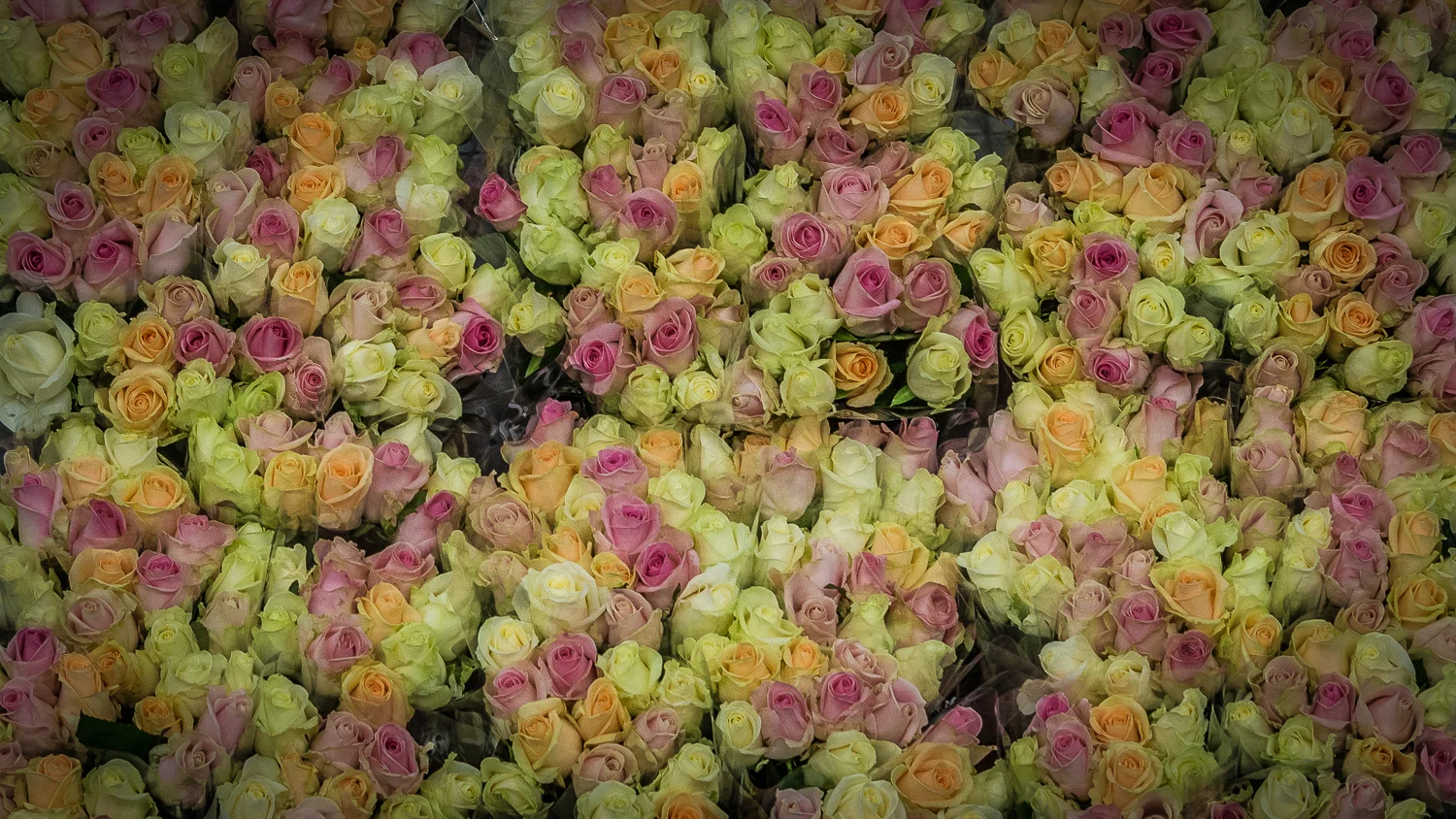 Holland2015-214.jpg