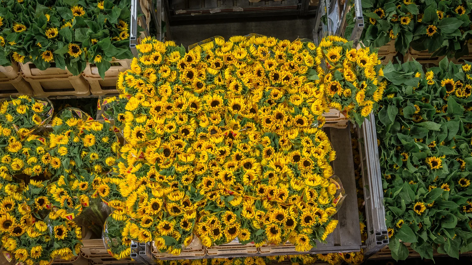 Holland2015-217.jpg