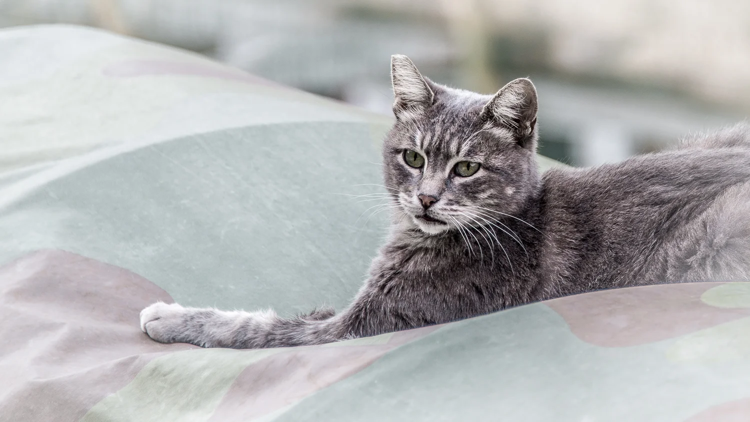 Local wildlife...there are many, many cats