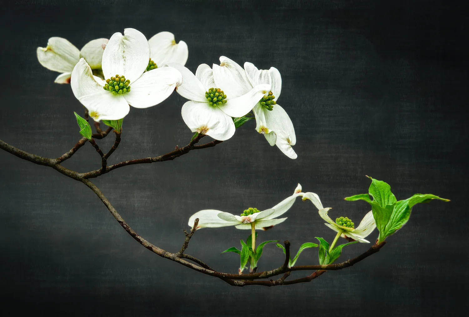 Dogwood