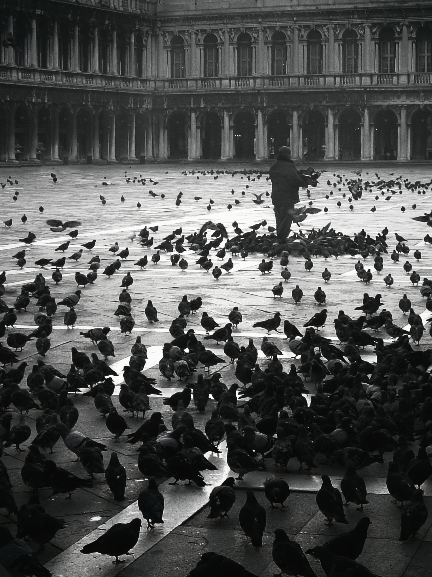A few of the pigeons of the Piazza