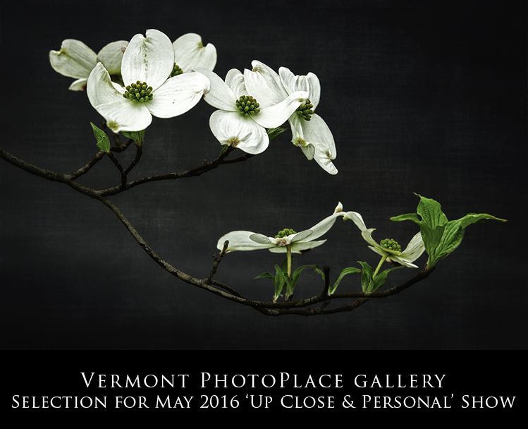 2016-VPPG-UpCloseDogwood.jpg