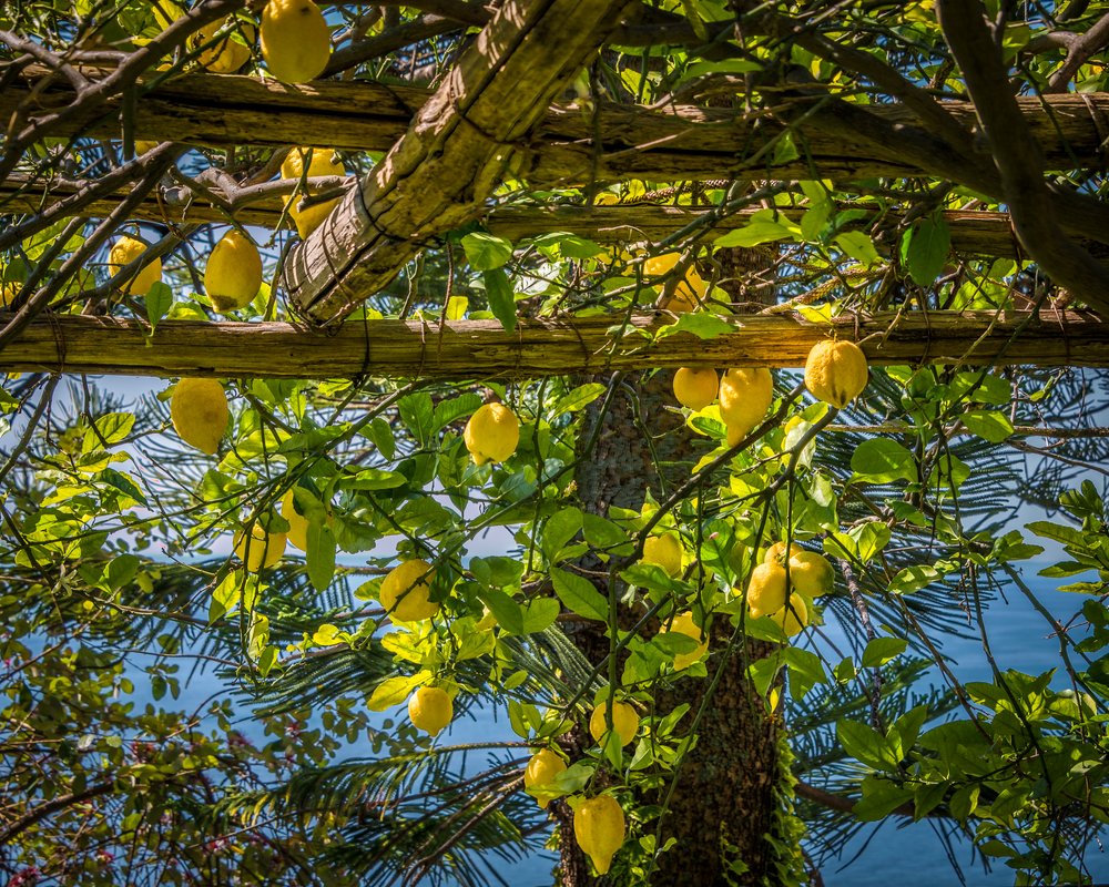 lemontrees-2.JPG