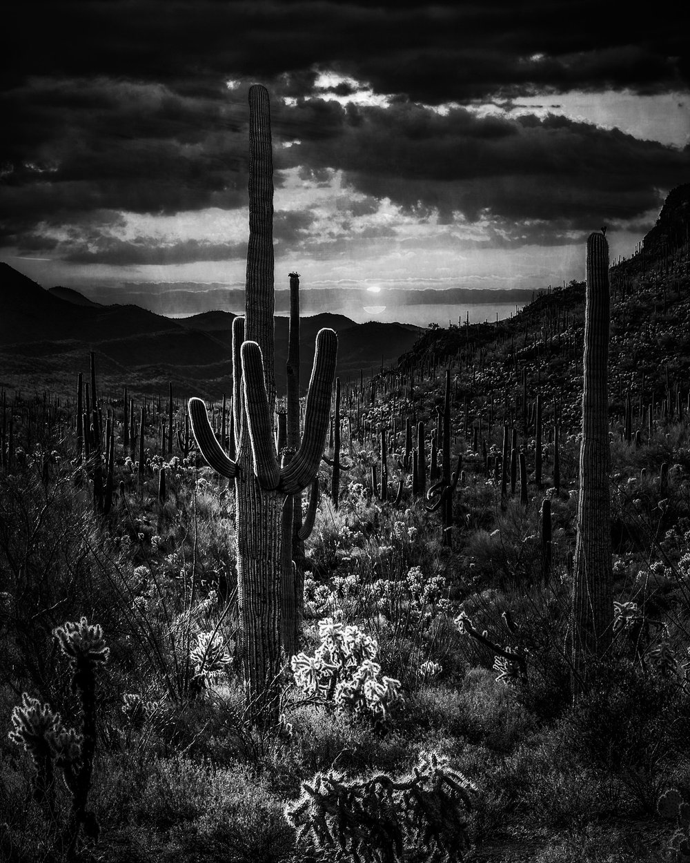 Sonoran Desert 1, Arizona, 2021.jpg