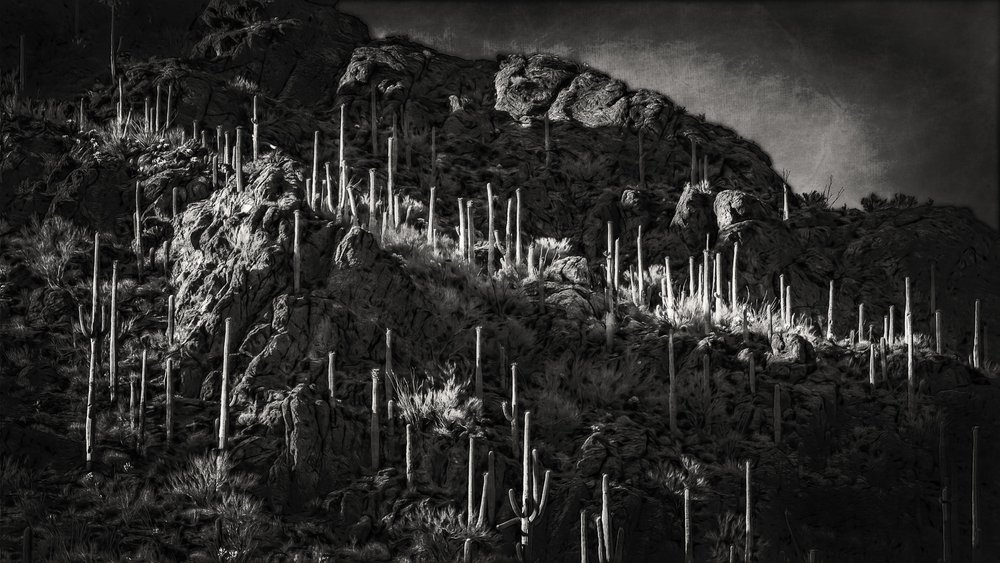 Sonoran Desert 3, Arizona, 2021.jpg