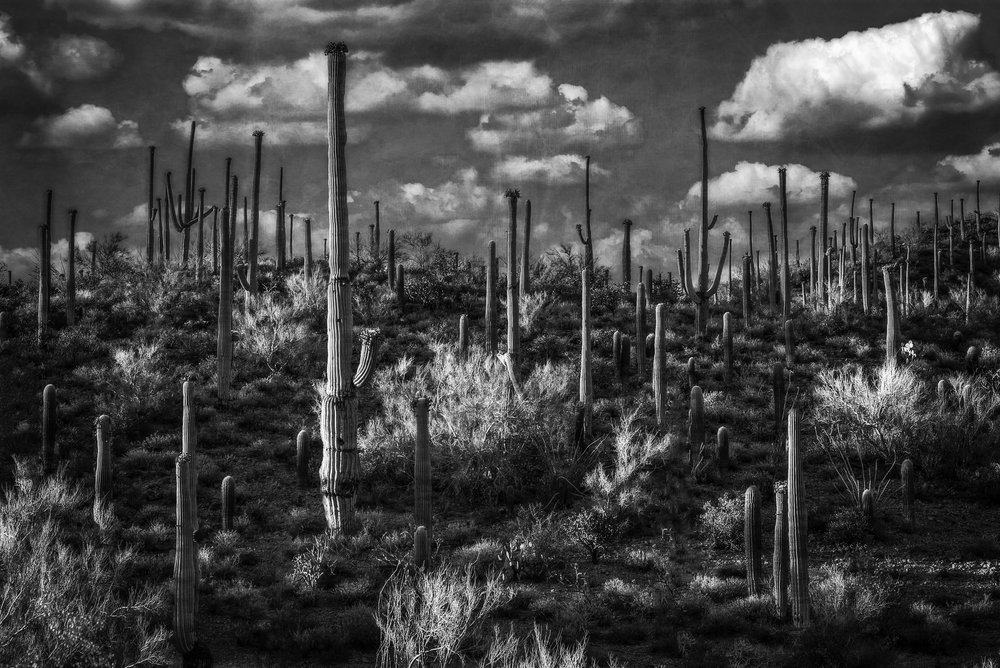 Sonoran Desert 5, Arizona, 2021.jpg