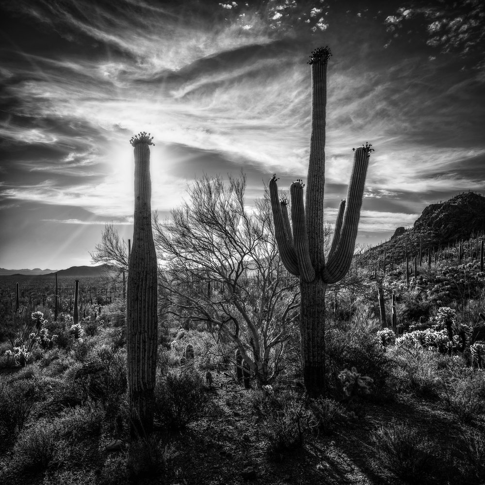 Sonoran Desert 6, Arizona, 2021.jpg