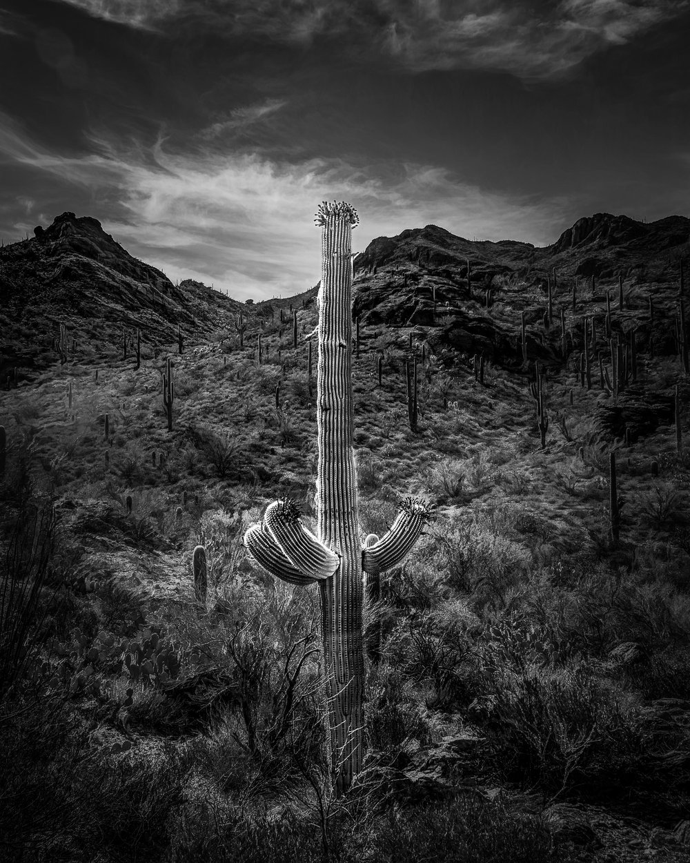 Sonoran Desert 7, Arizona, 2021.jpg