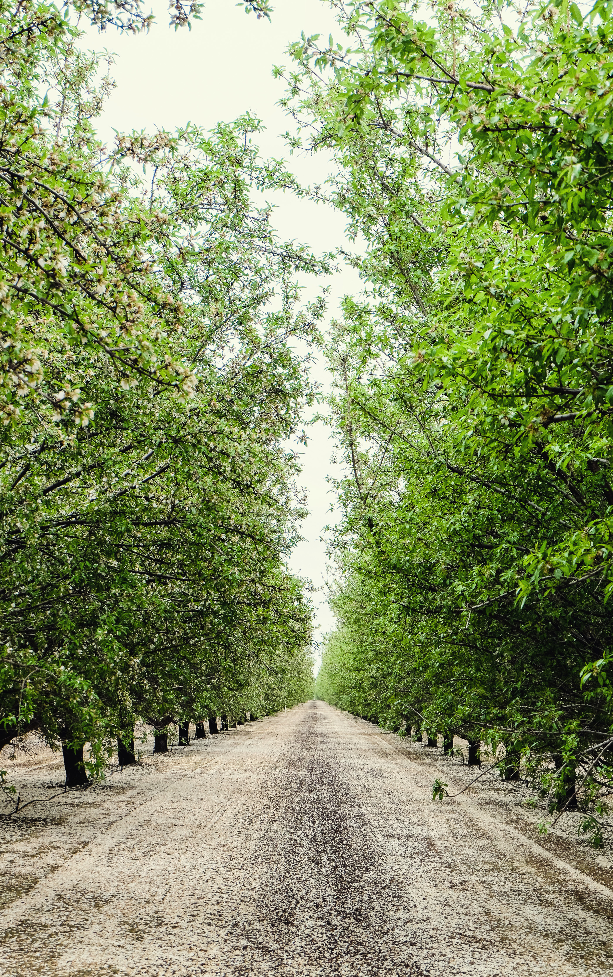 ON THE WAY TO MONTEREY, WE Got lost on Twisselman Road in Lost Hills, CA where we SPOTTED AND STOPPED FOR this beautiful, blooming Pistachio Orchard.