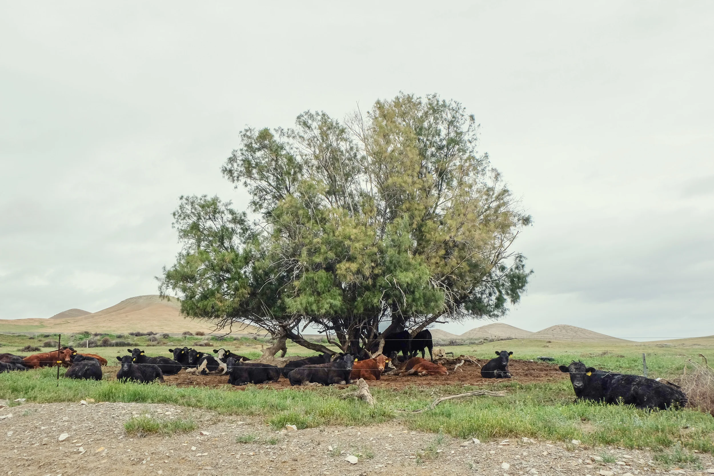 friendly and healthy cows saying hi as we passed by. 