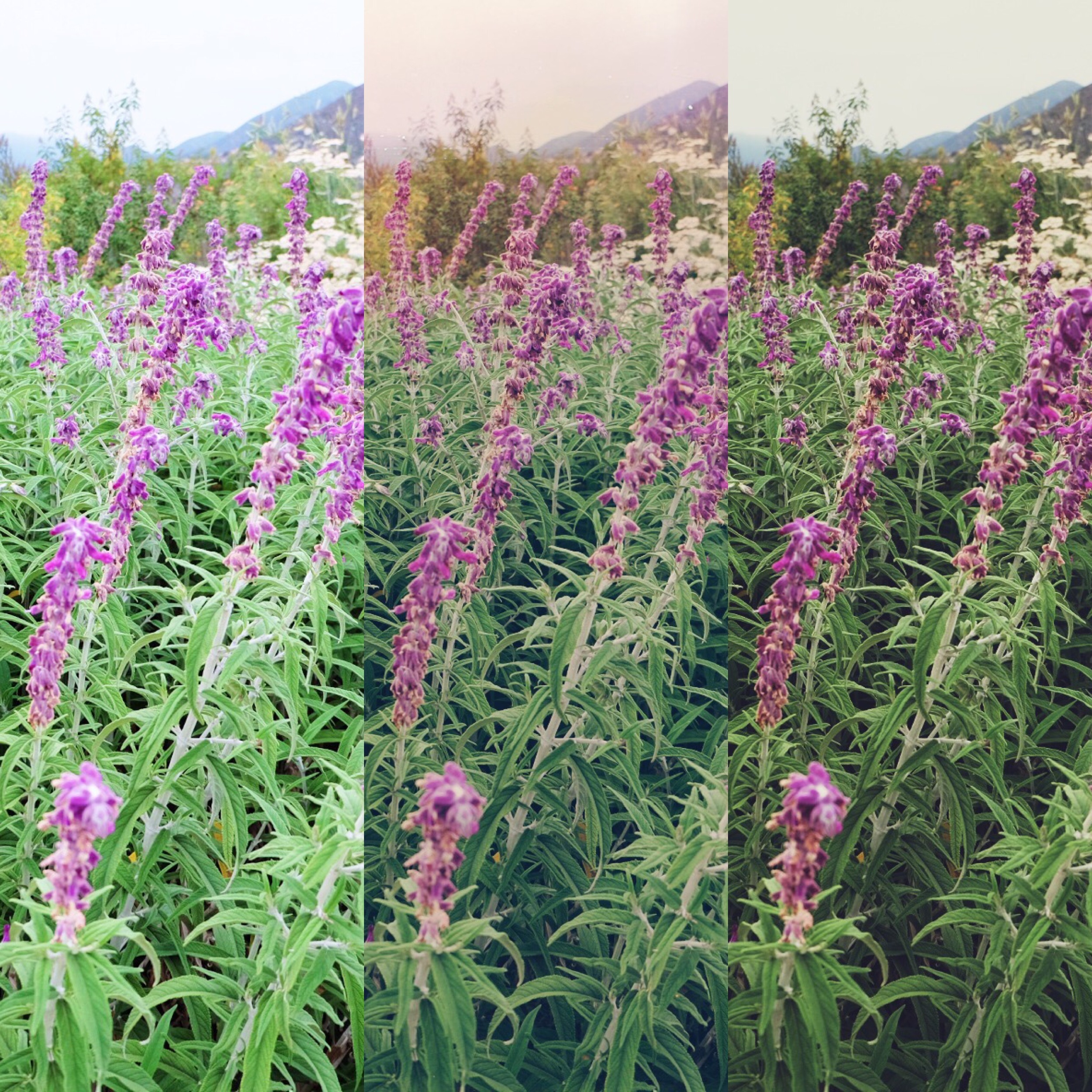 Edited with PicTapGo, Afterlight and VSCO shown here side by side using Diptic