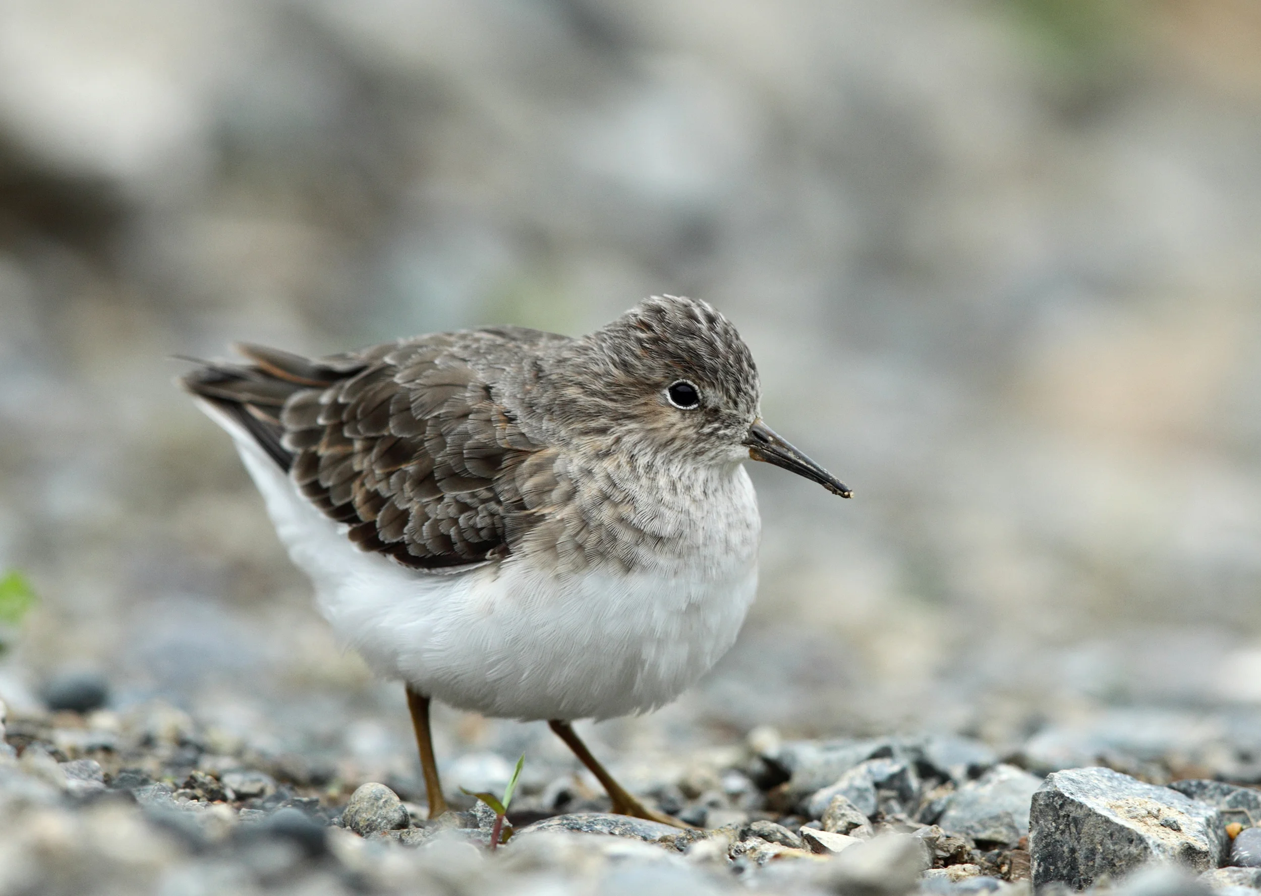 temminck's stint AP9F2730.jpg