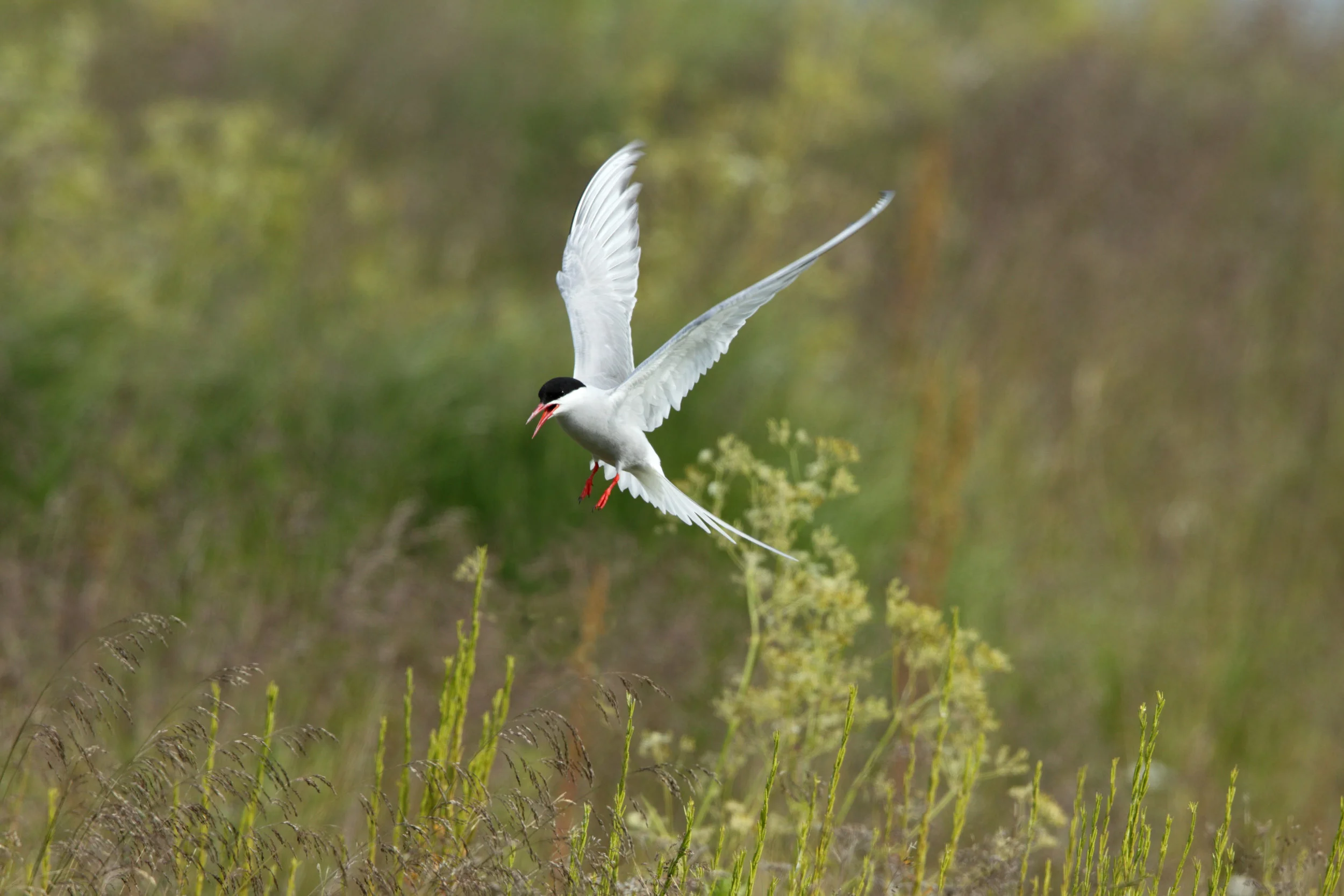 reyk arctic tern AP9F9096.jpg