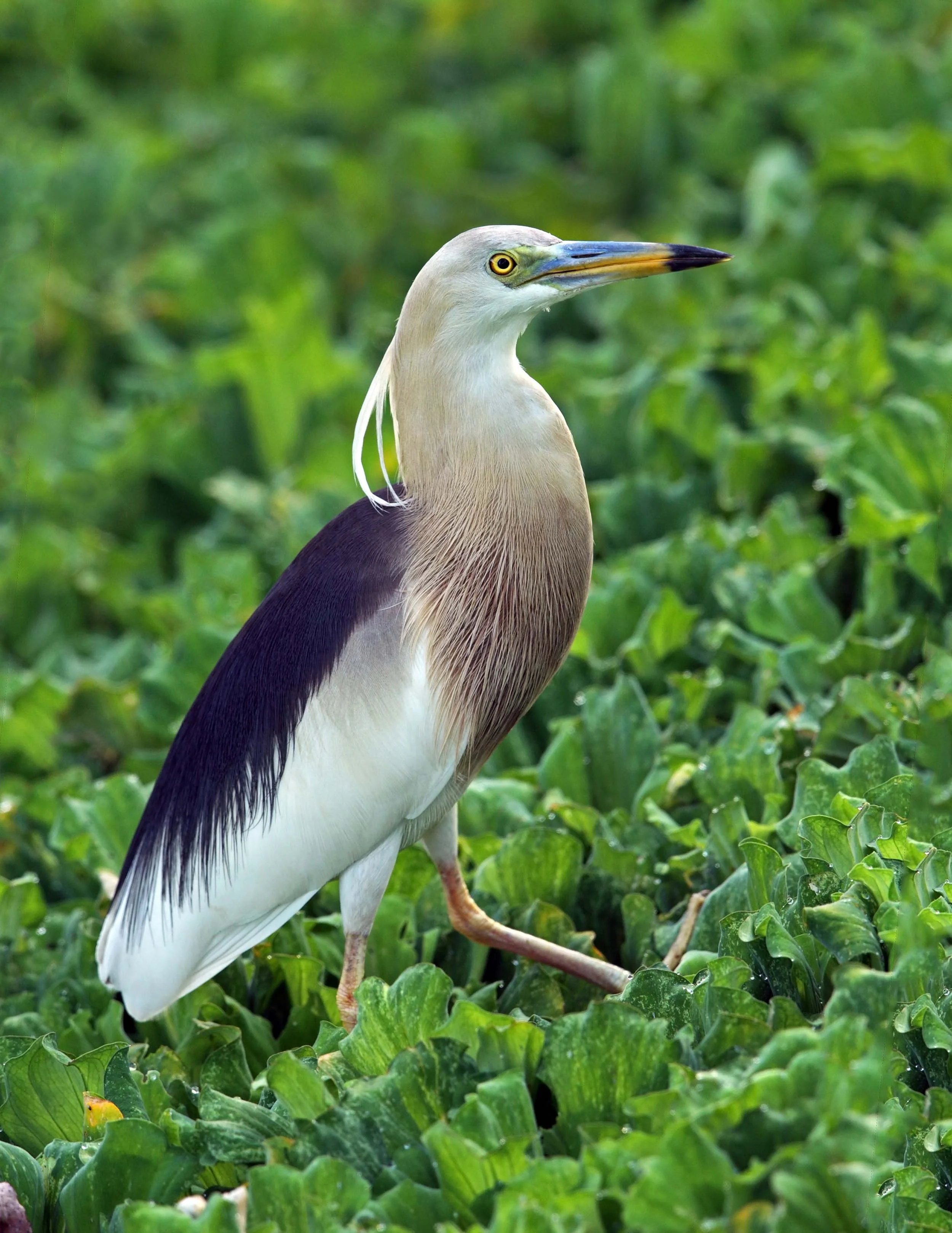 javan pond AP9F2997 copy.jpg