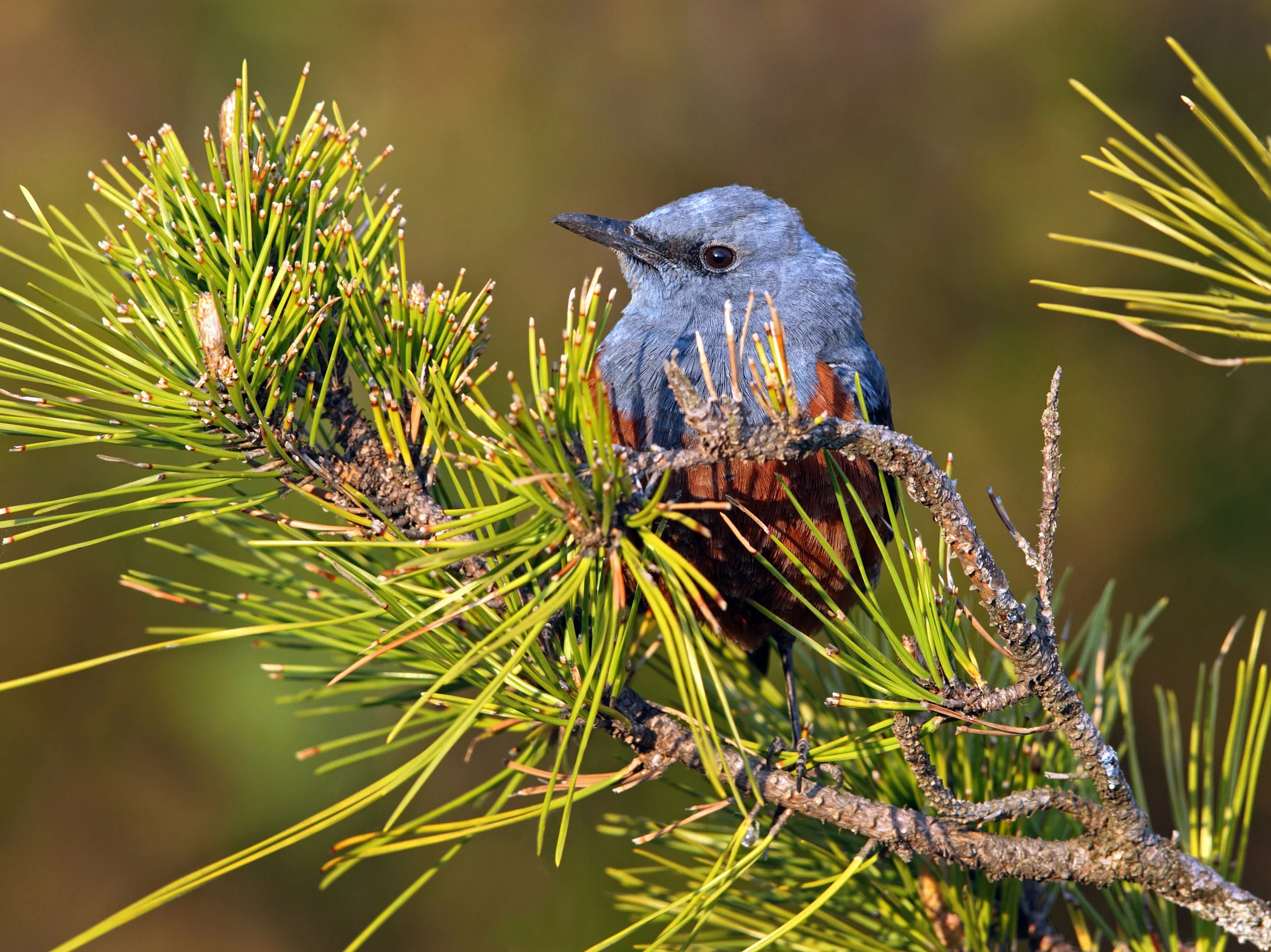 web blue rock AP9F9945 copy 3.jpg