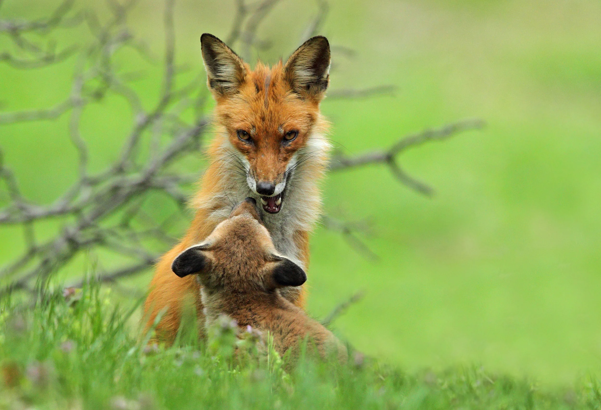 fox AP9F7340.jpg
