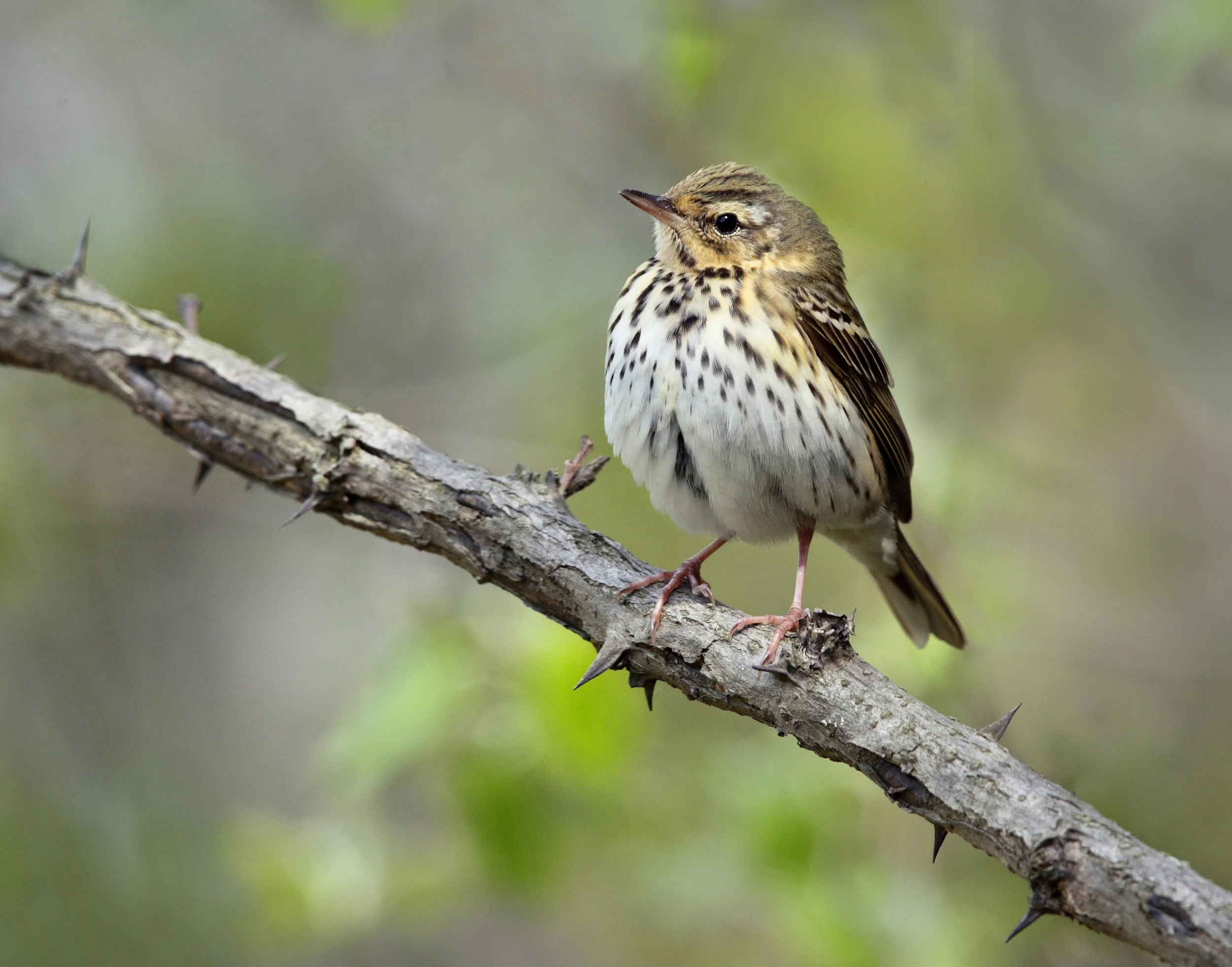 web olive-backed pipit baek AP9F3946 copy 2.jpg