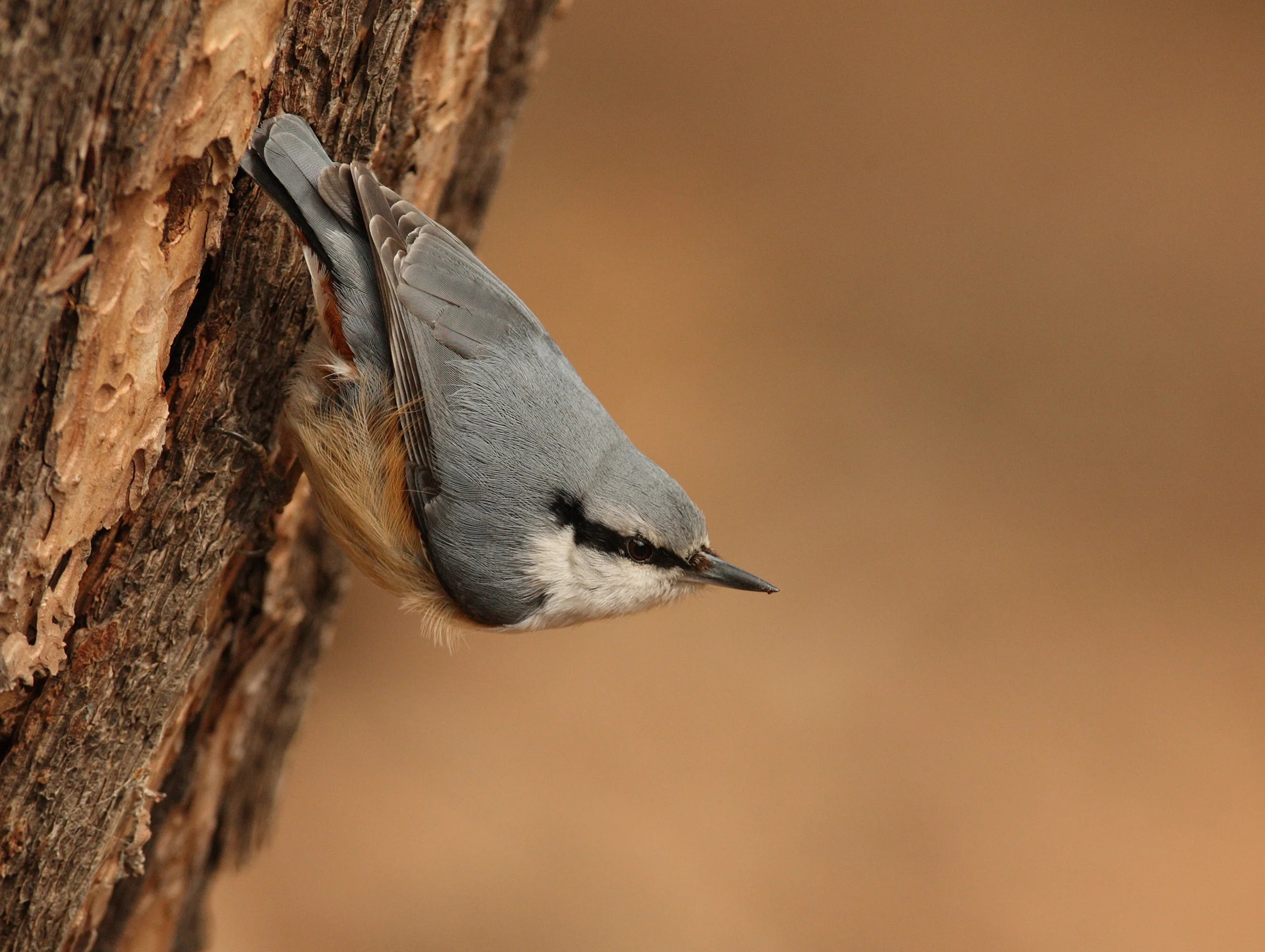 web Eurasian Nuthatch 6G0W1839 copy.jpg
