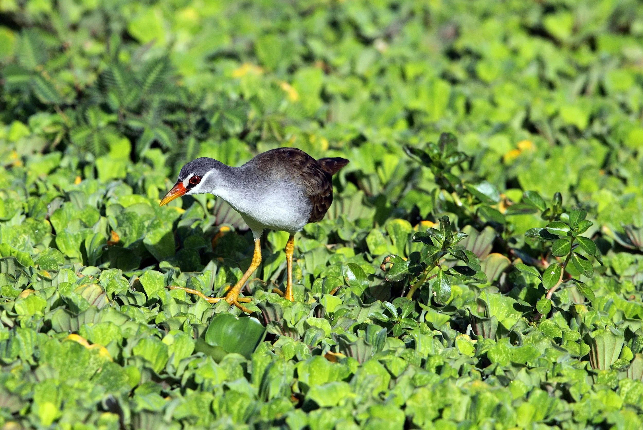 web w-brow crake AP9F3175.jpg