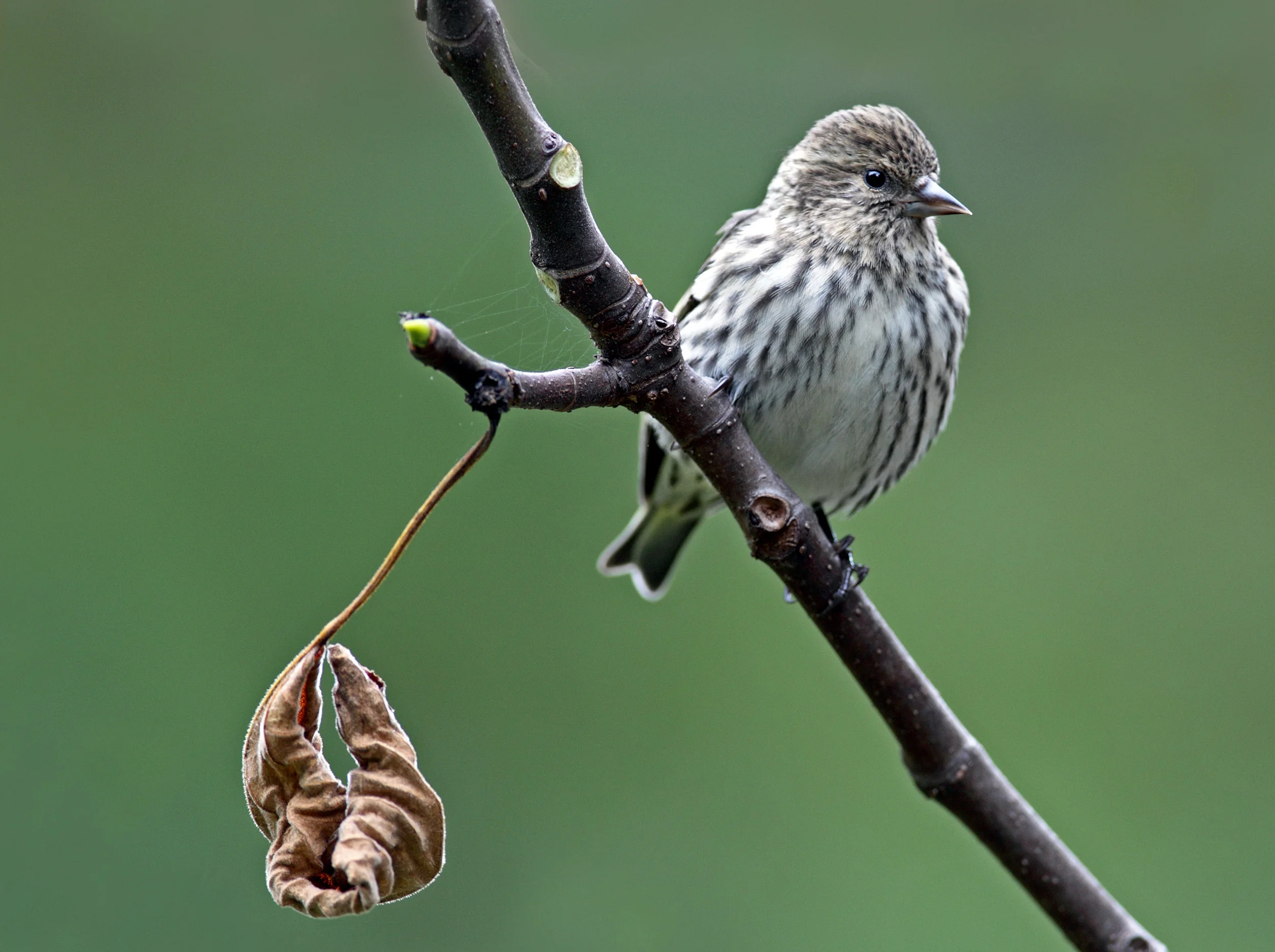 web siskin AP9F5847.jpg