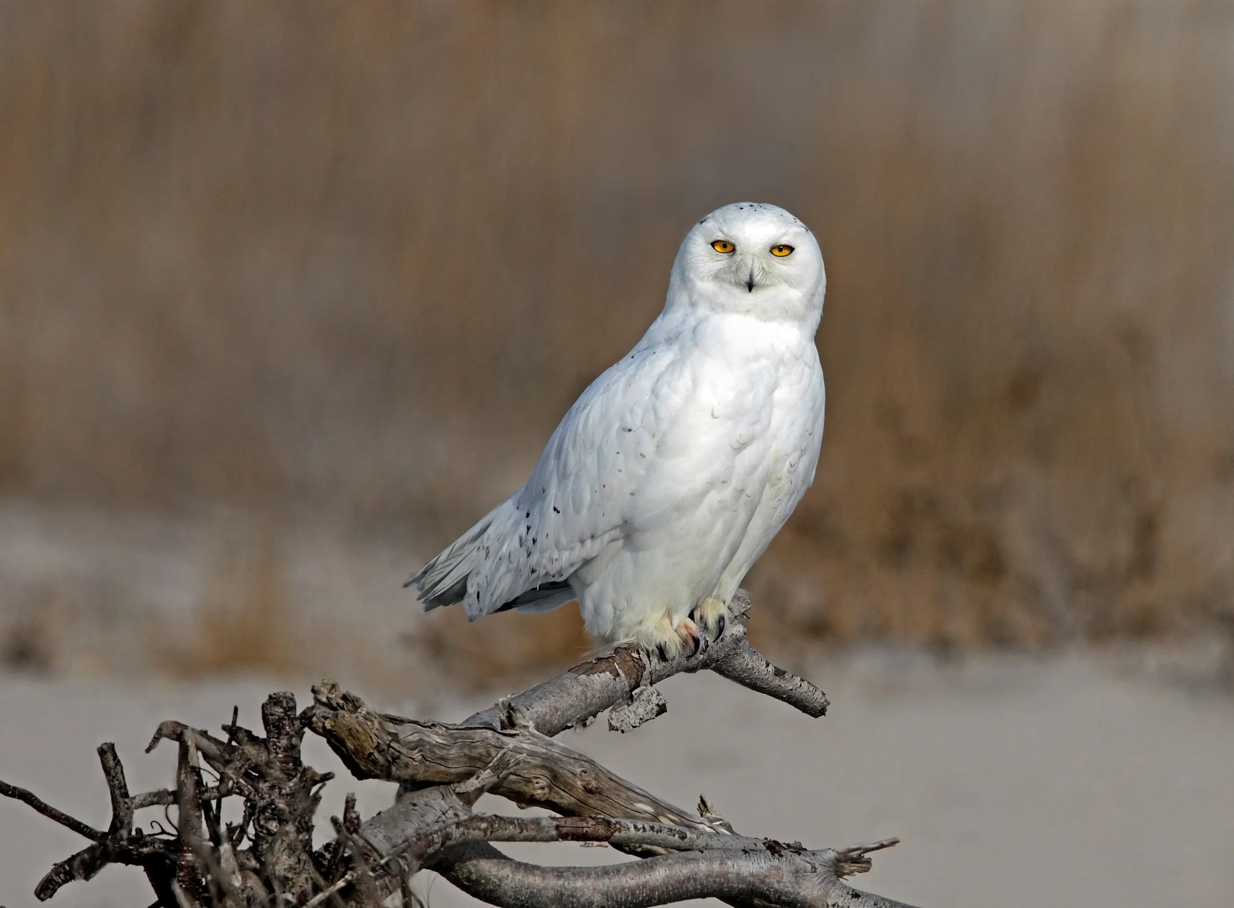 web replacement snowy AP9F7874 copy copy.jpg