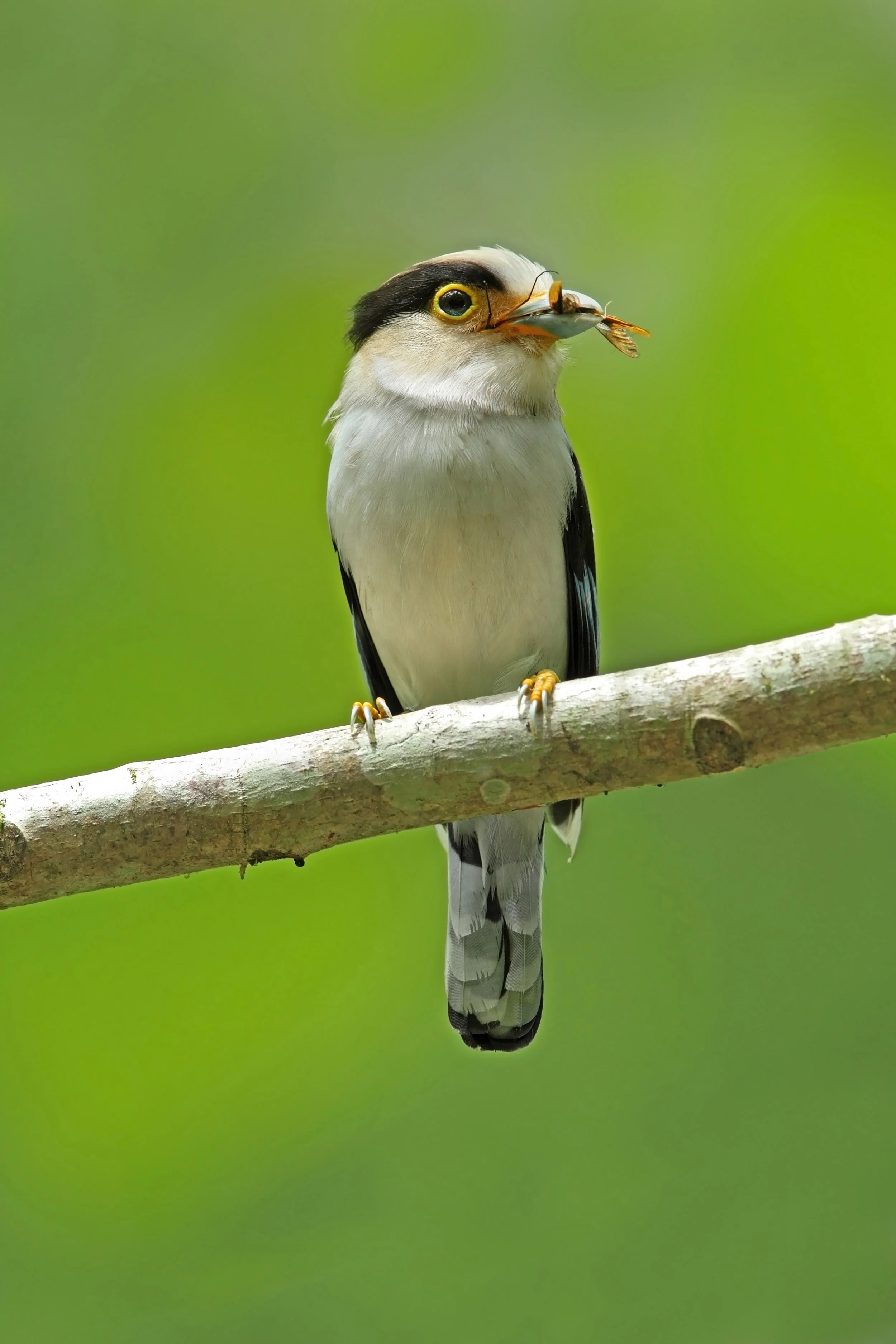 web silver breasted broadbill AP9F3864.jpg