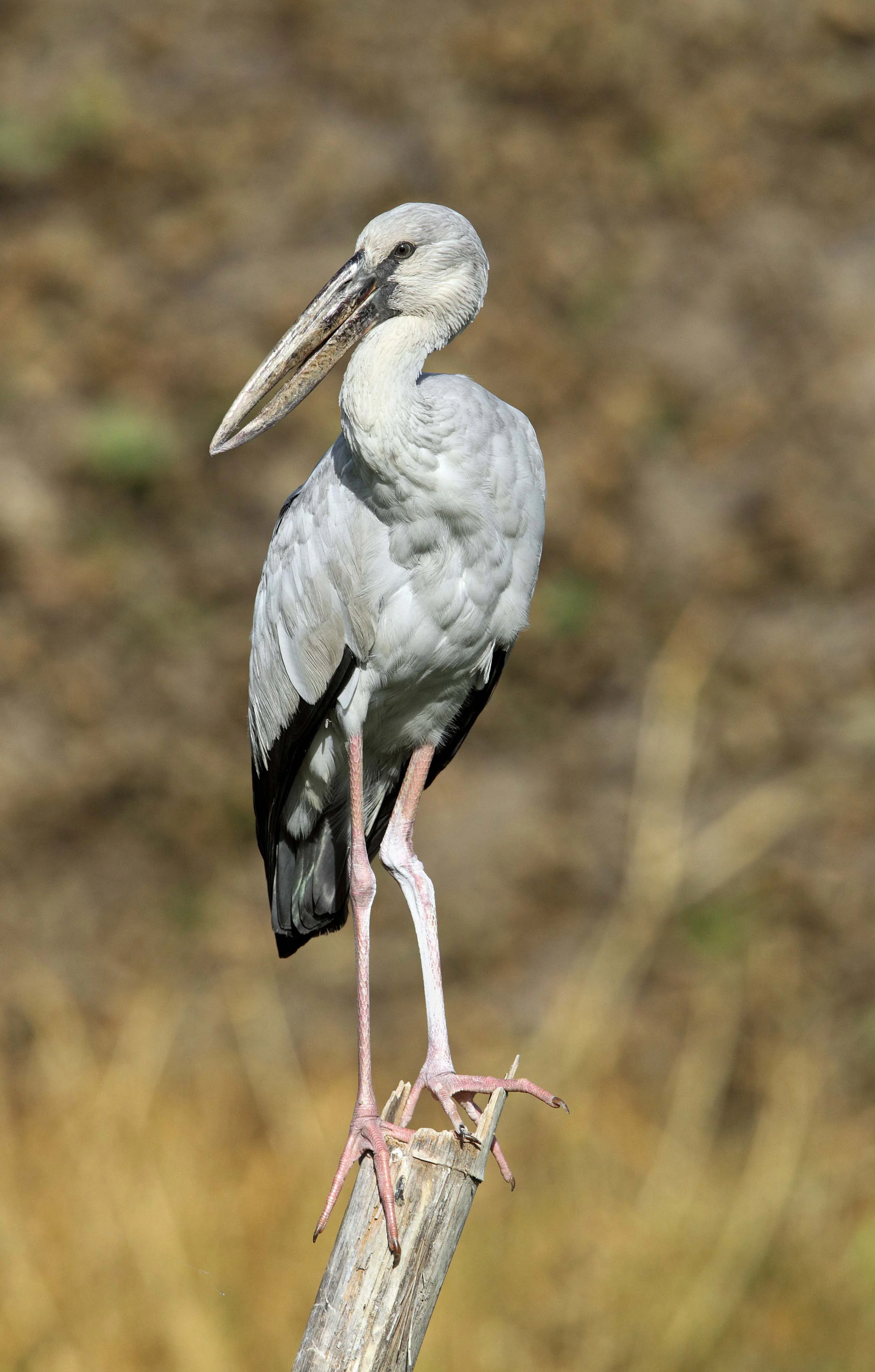 web thailand openbill AP9F3211.jpg