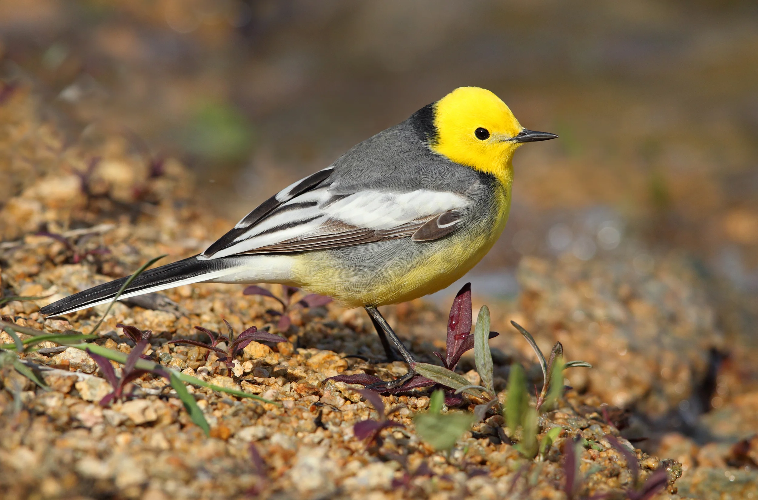 web citrine AP9F1405 copy 2.jpg