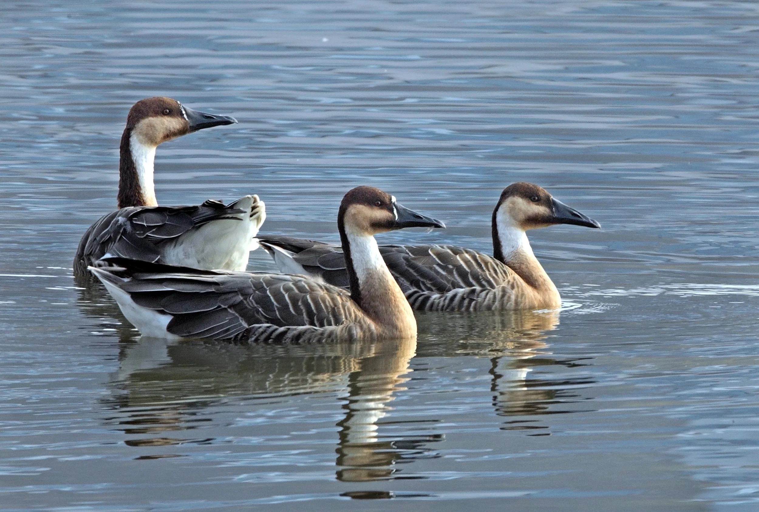 web swan geese AP9F9520.jpg