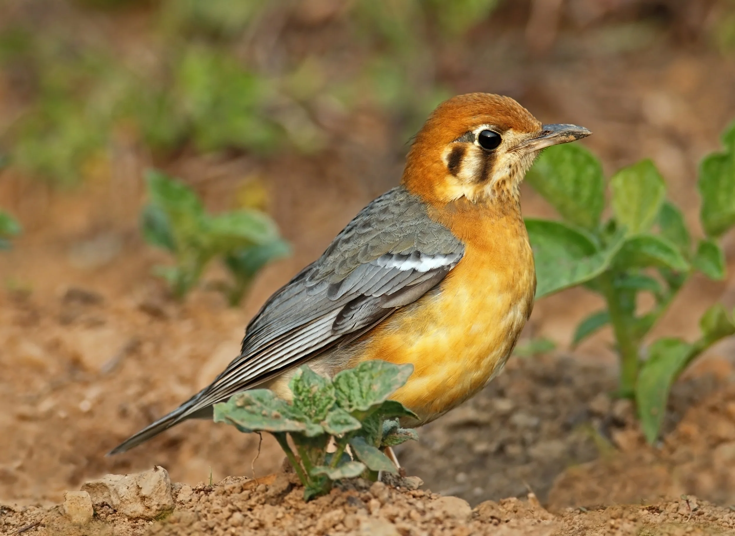 web orange headed thrush AP9F0050.jpg