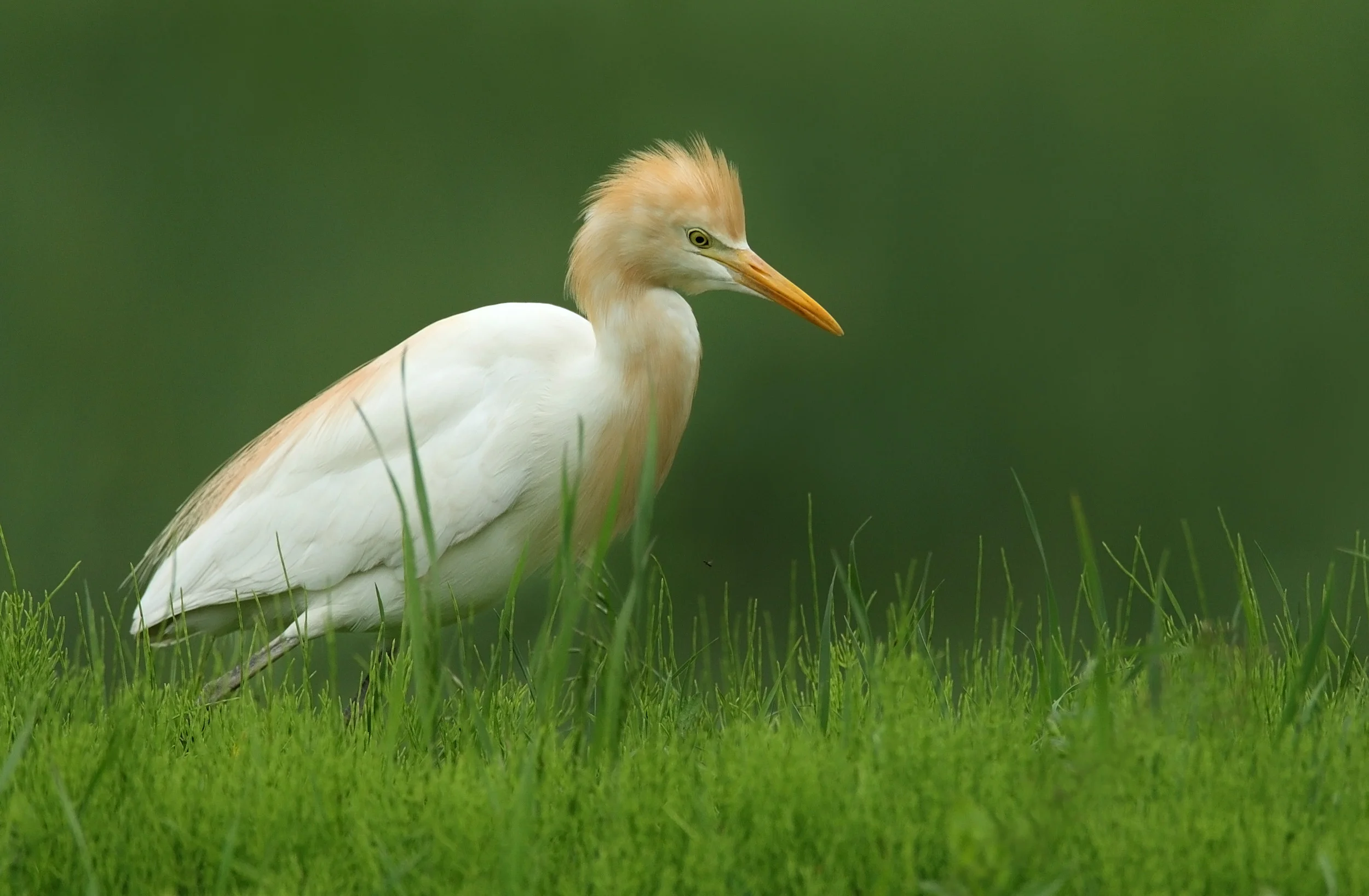 web cattle egret 6G0W6393.jpg