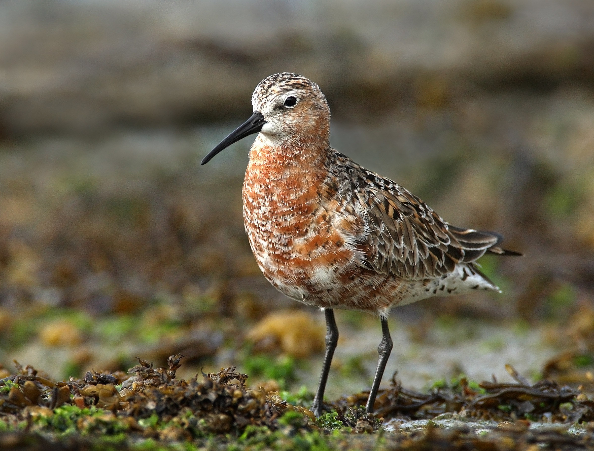 web Curlew Sandpiper 6G0W4335 copy.jpg