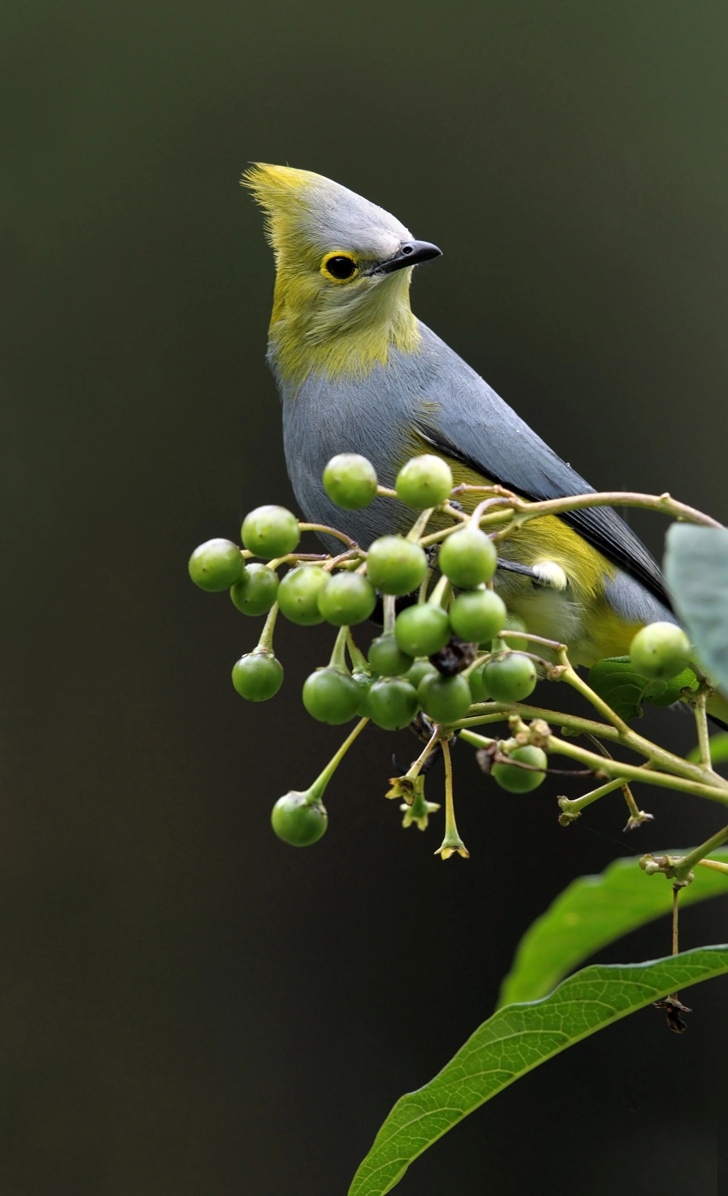 web silky in rain AP9F6751.jpg