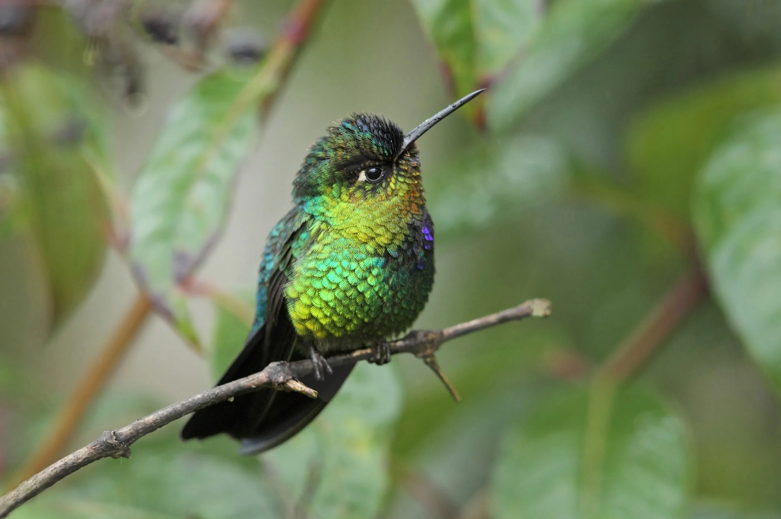 web firethroat AP9F6378.jpg