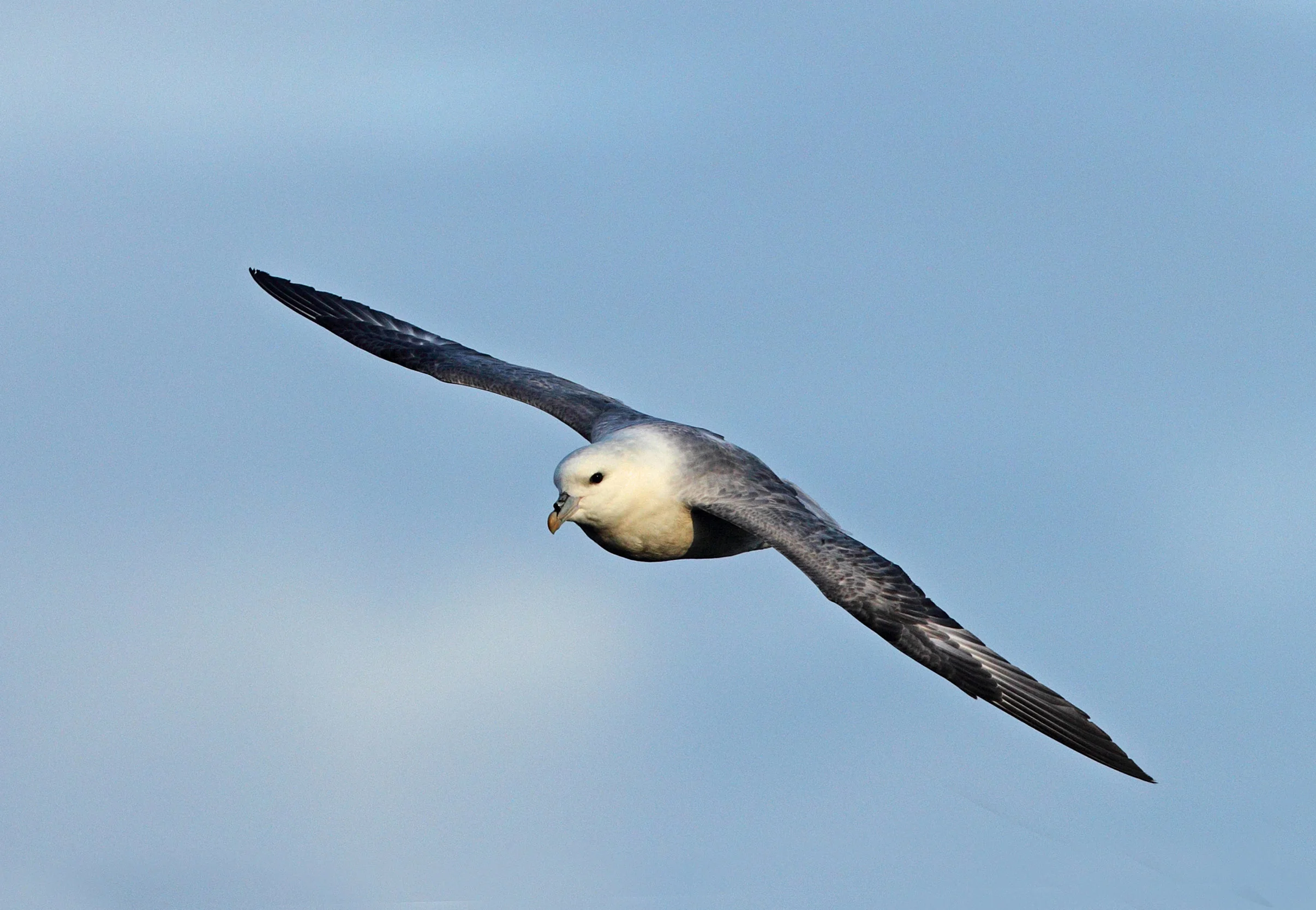 web fly fulmar AP9F9962.jpg