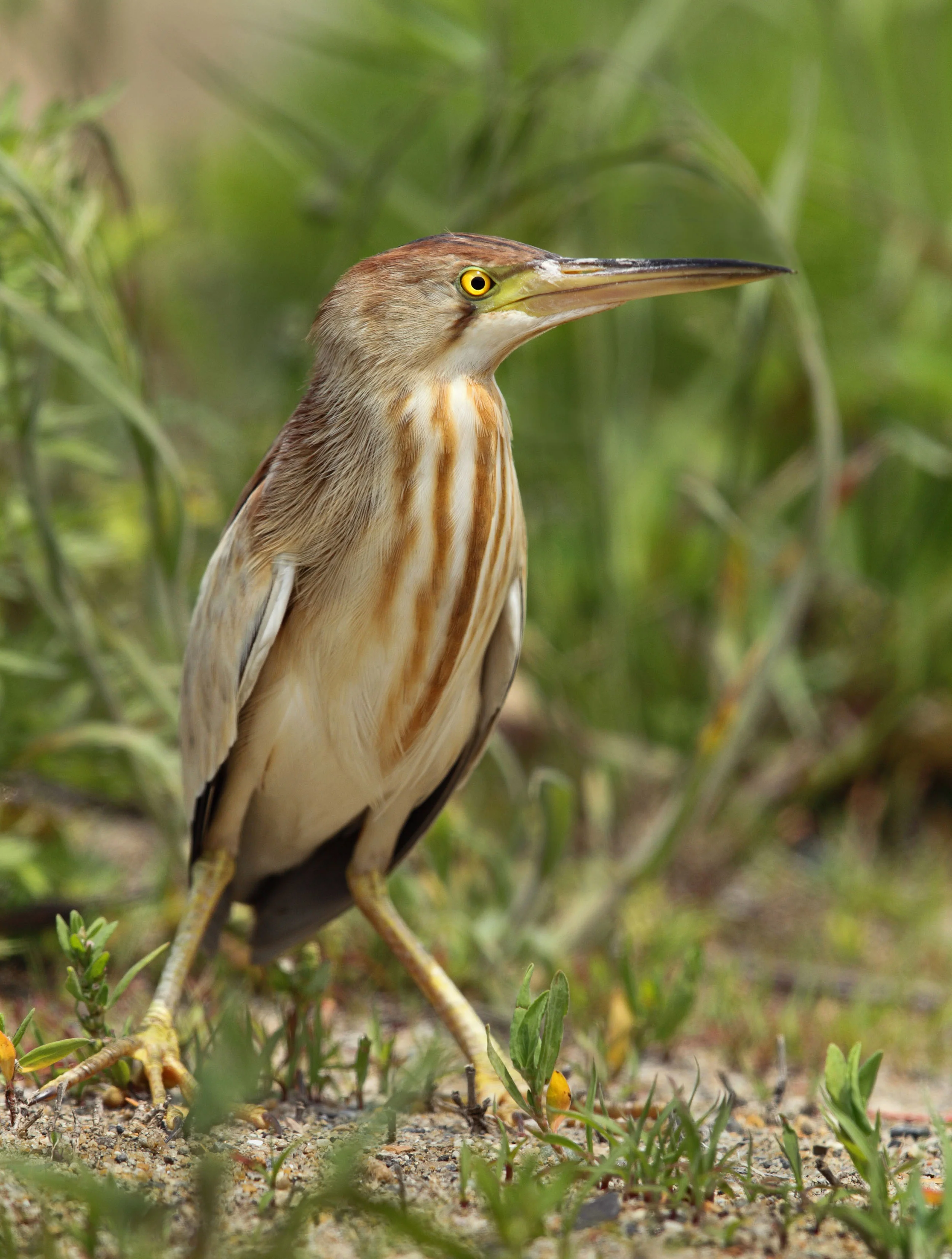 web yellow bittern AP9F5822 copy.jpg