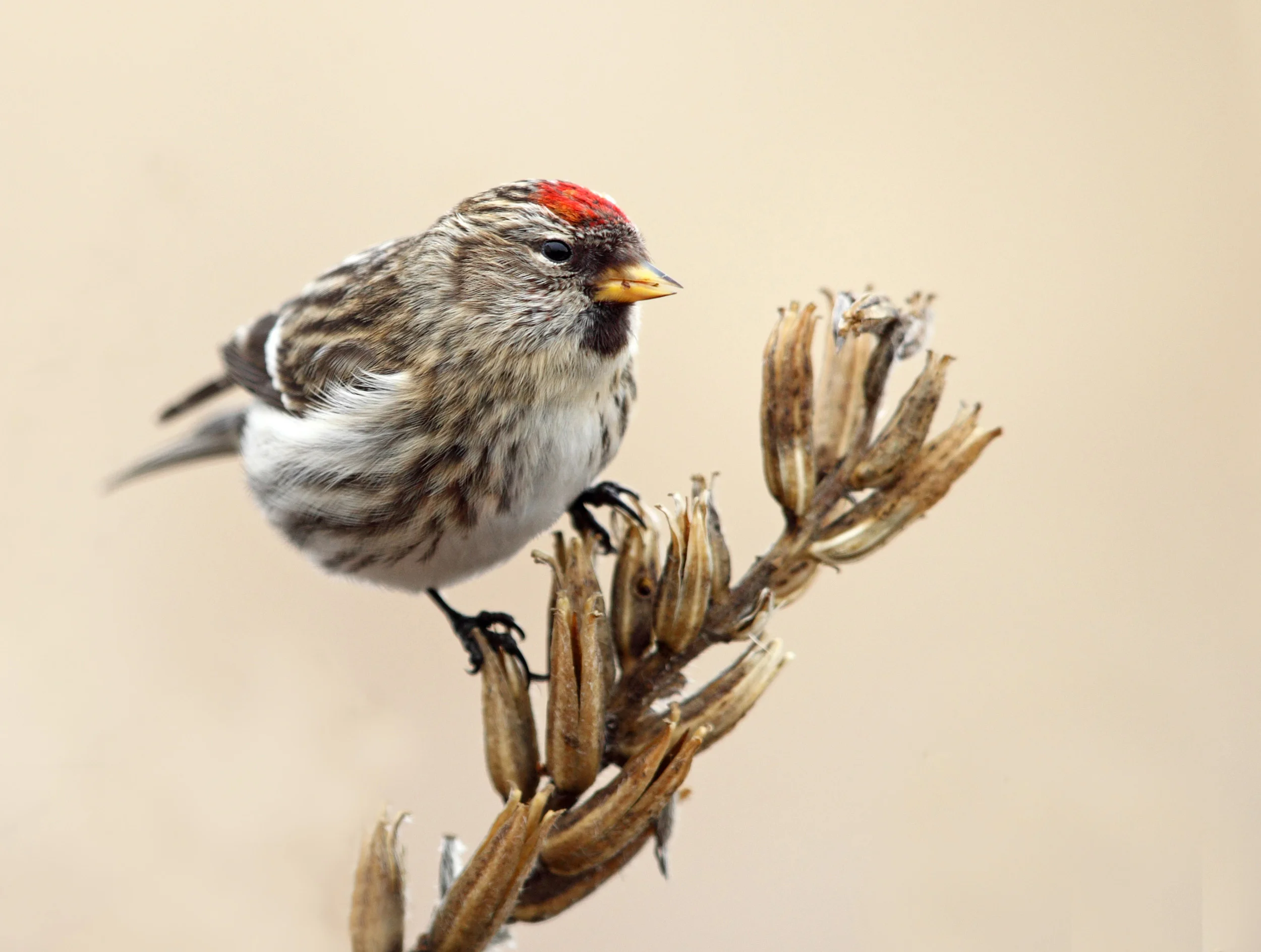web redpoll AP9F8035.jpg