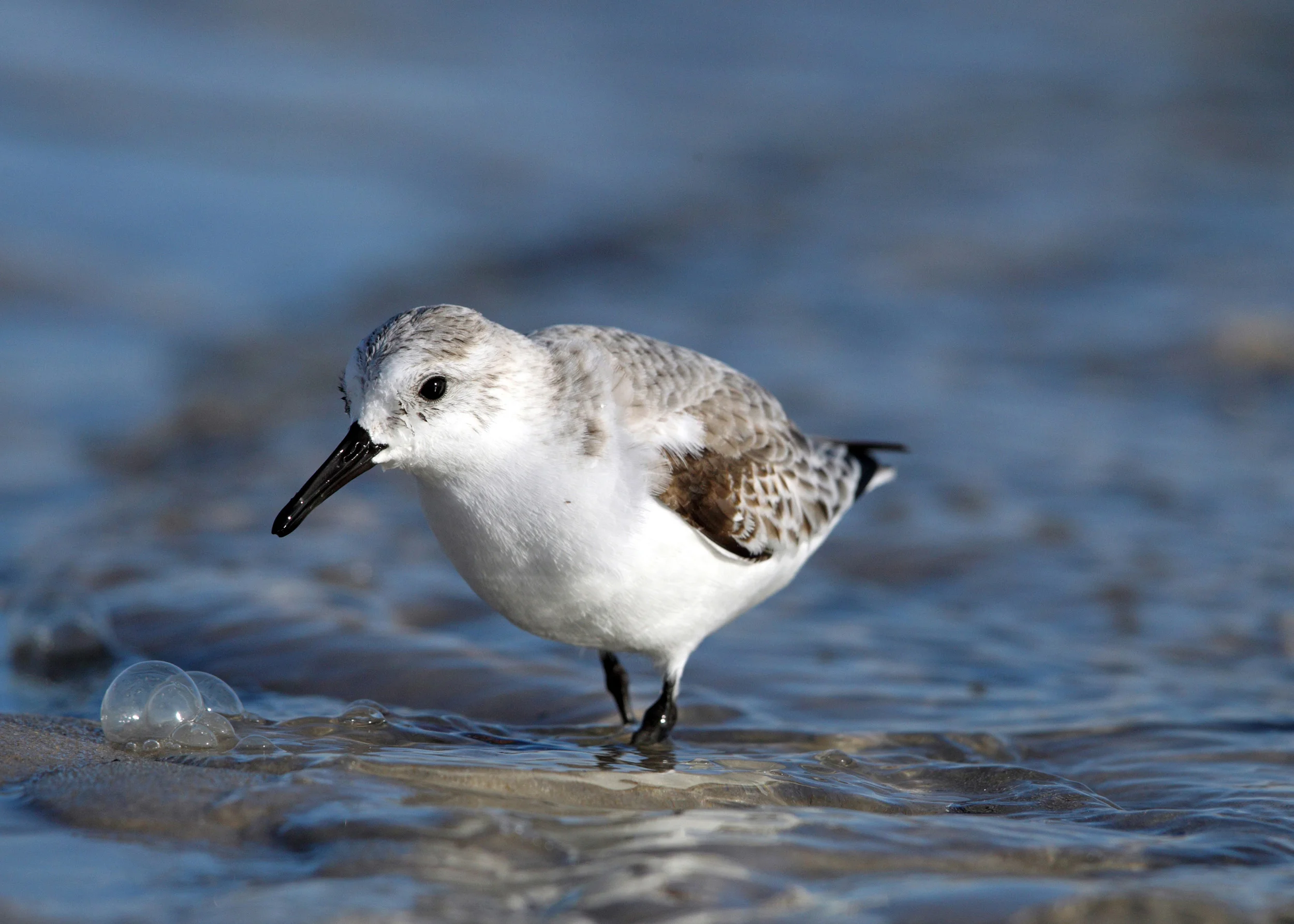 web sanderling AP9F1577 copy 3.jpg
