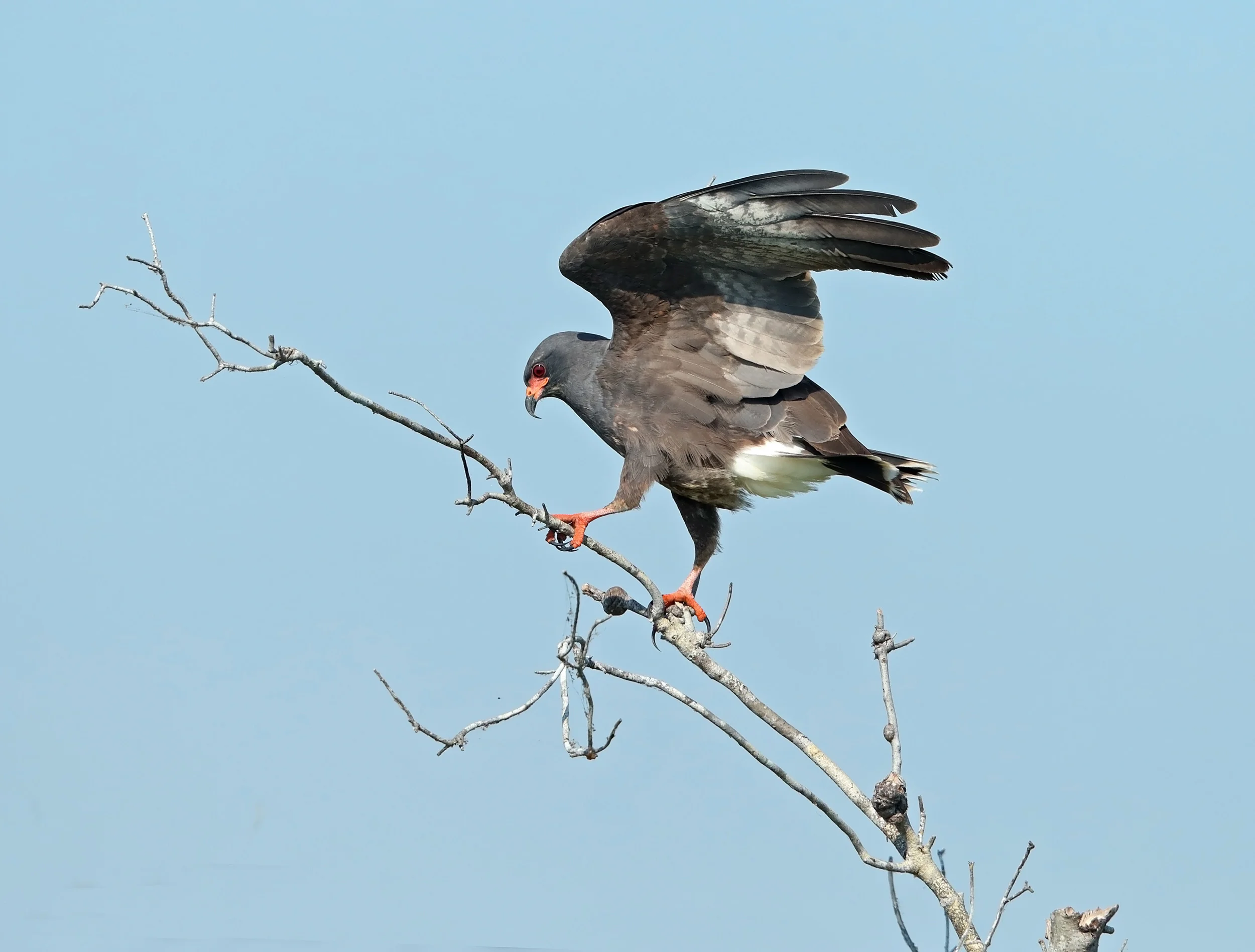 web fatter pose  AK1I0522.jpg