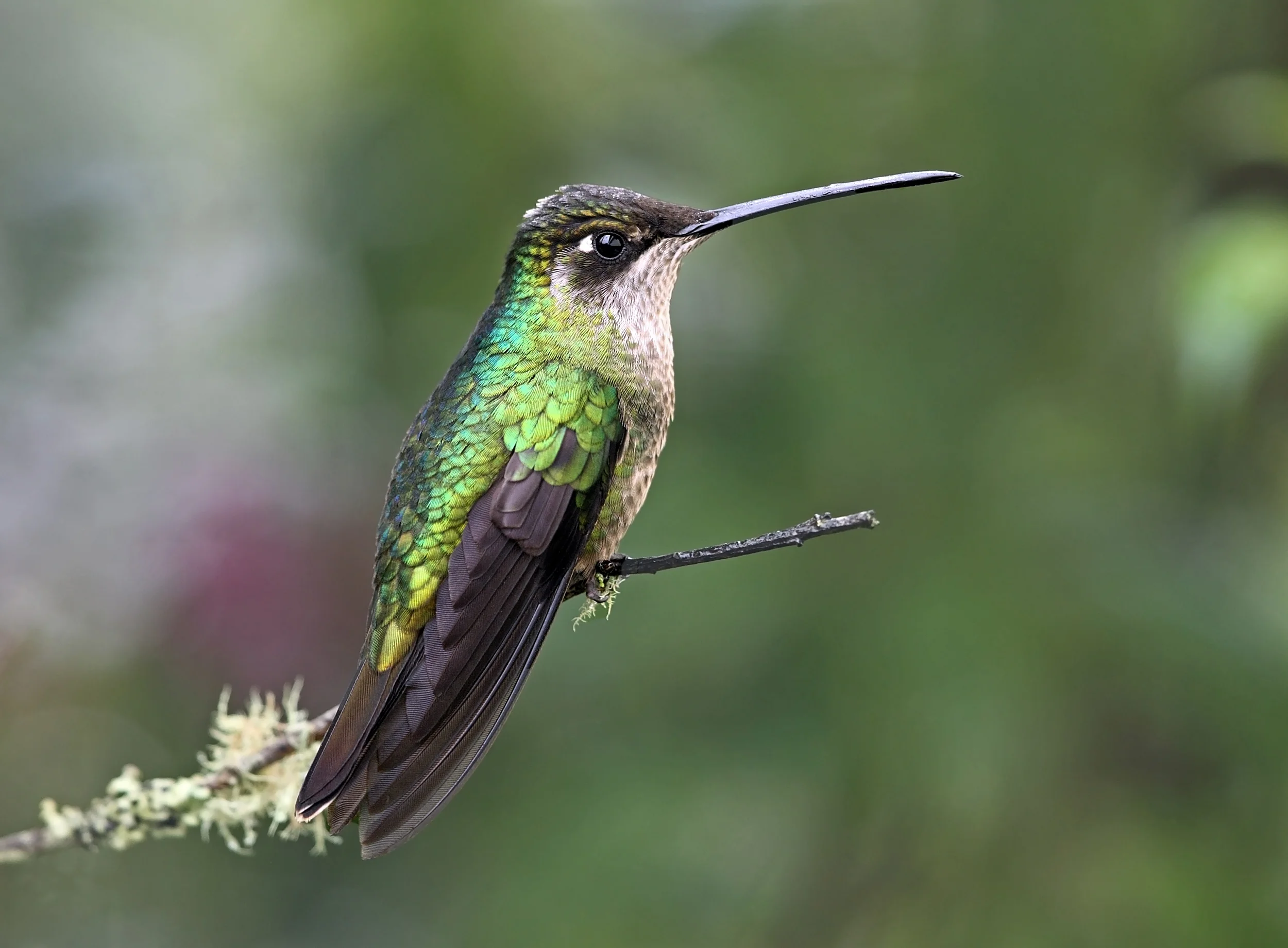 web magnificent AP9F6311 copy copy.jpg