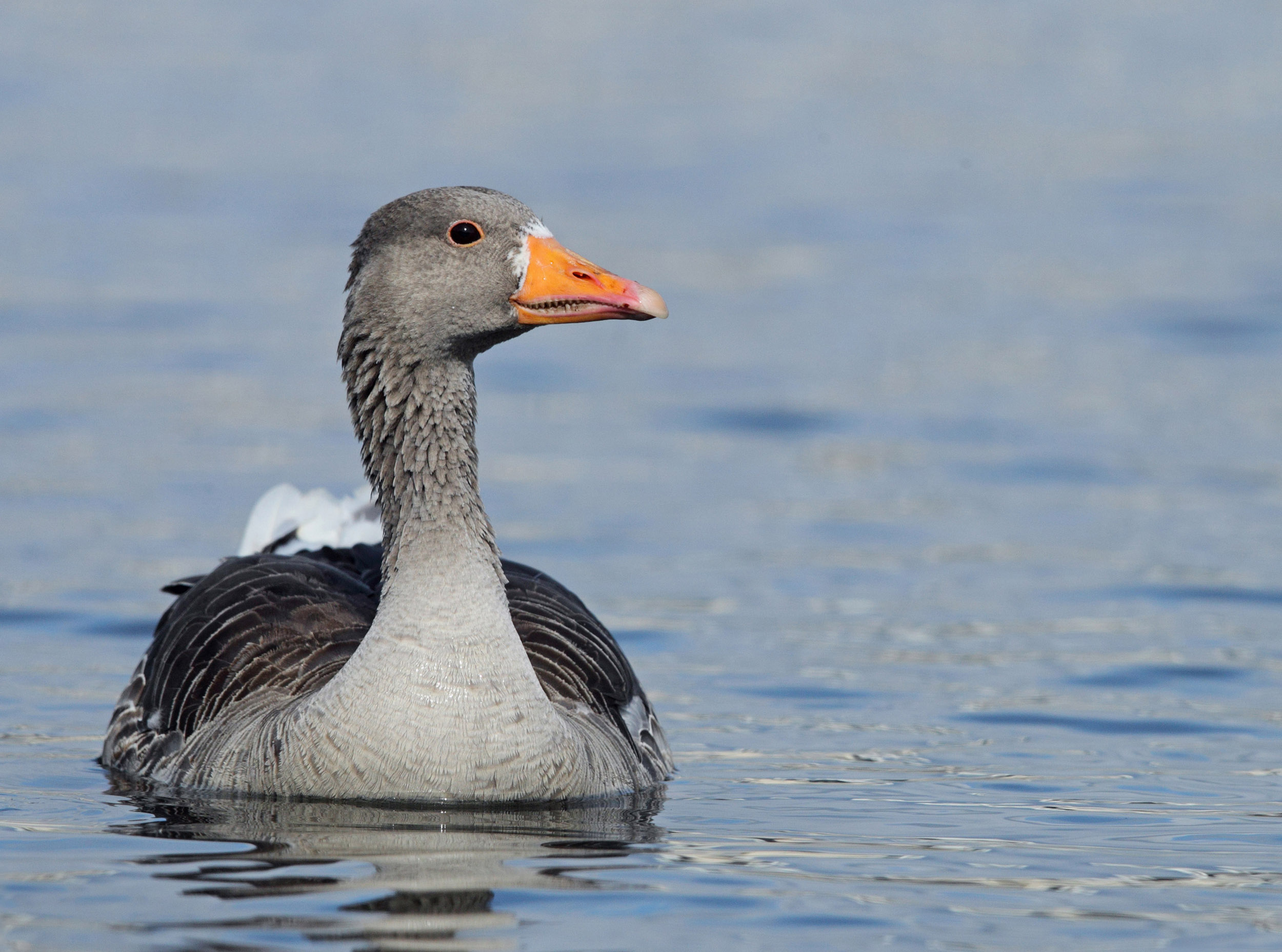 web greylag goose  AP9F9260.jpg