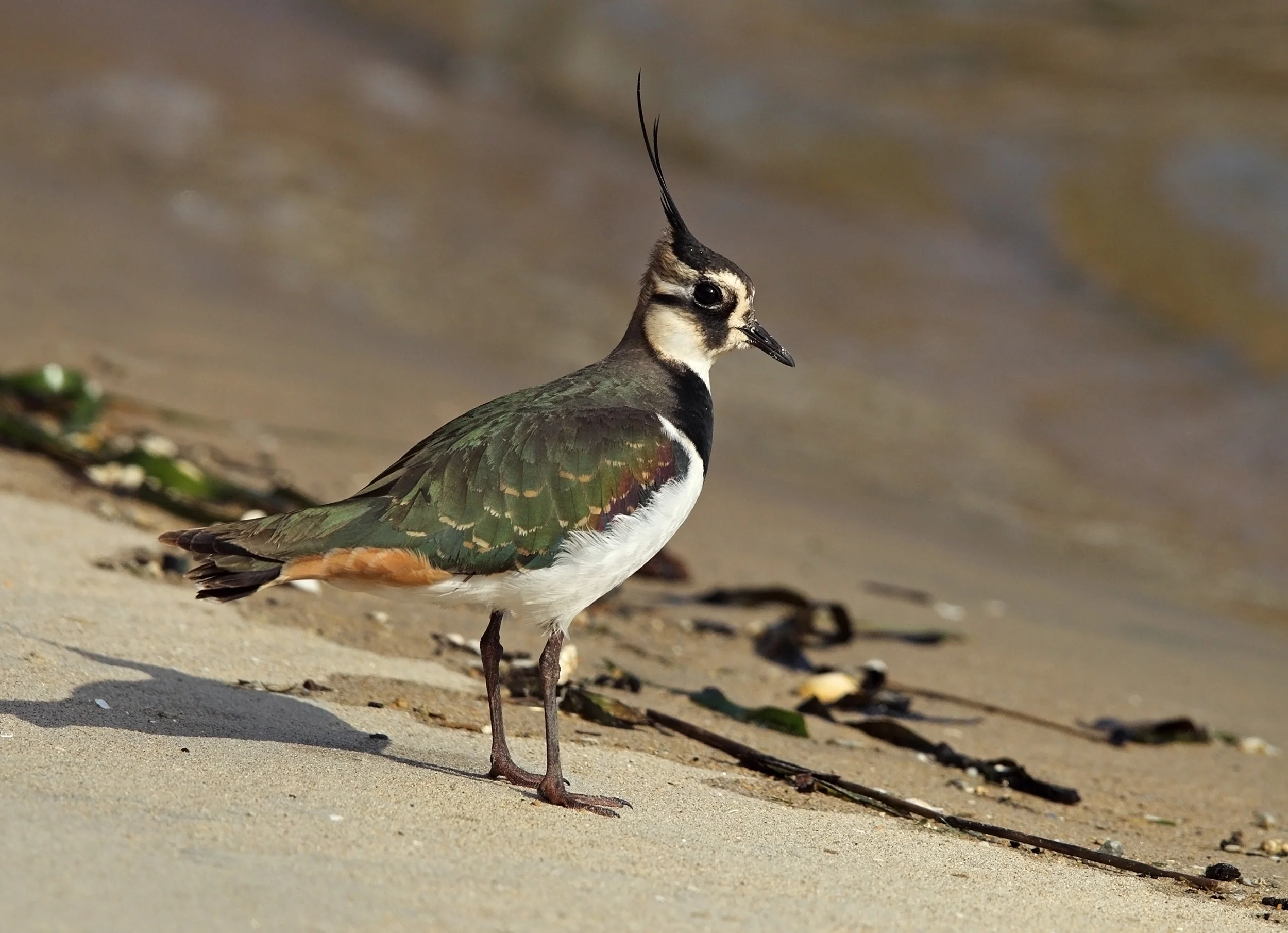 web lapwing AP9F9143.jpg
