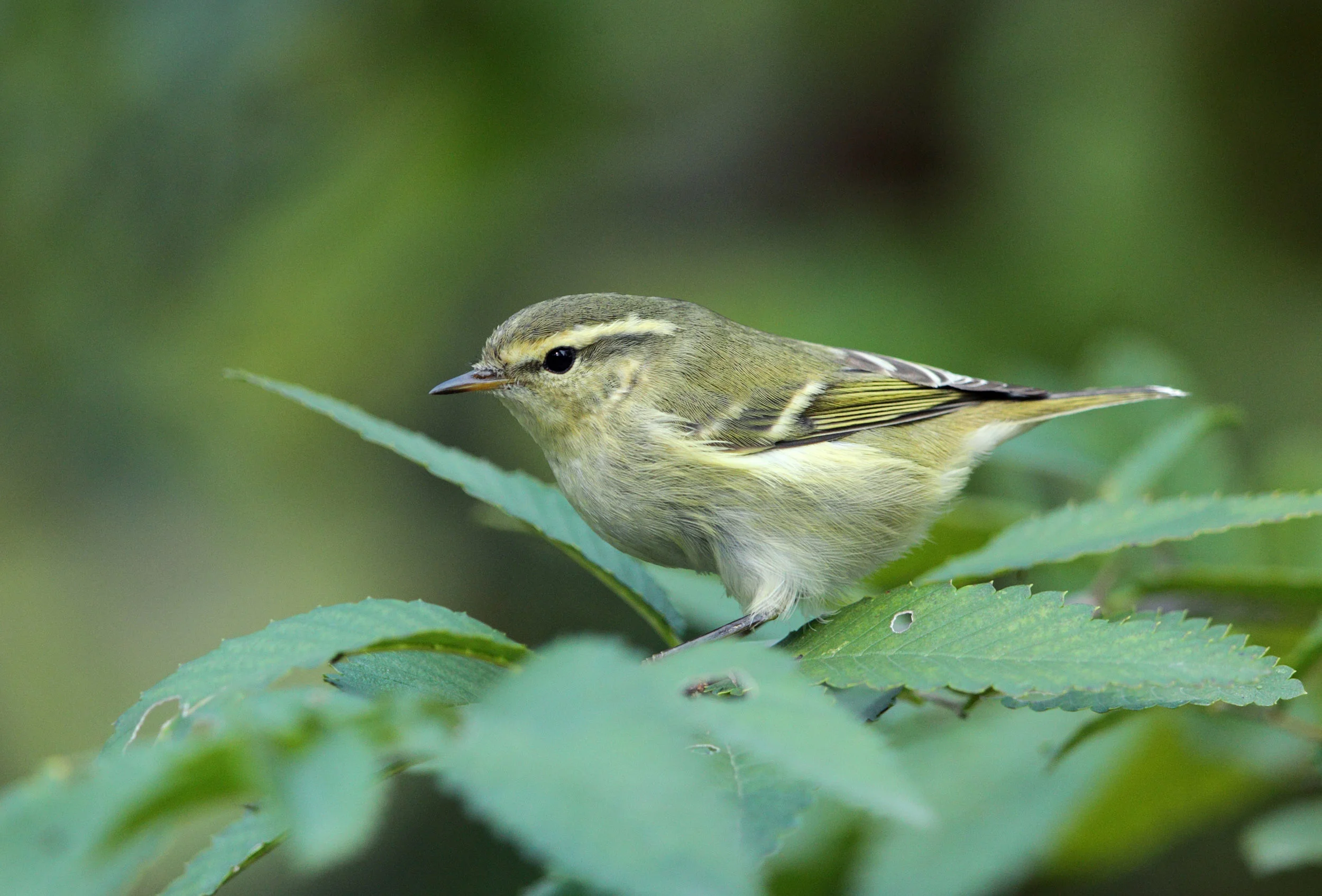 web yellow-browed warbler AP9F9834.jpg