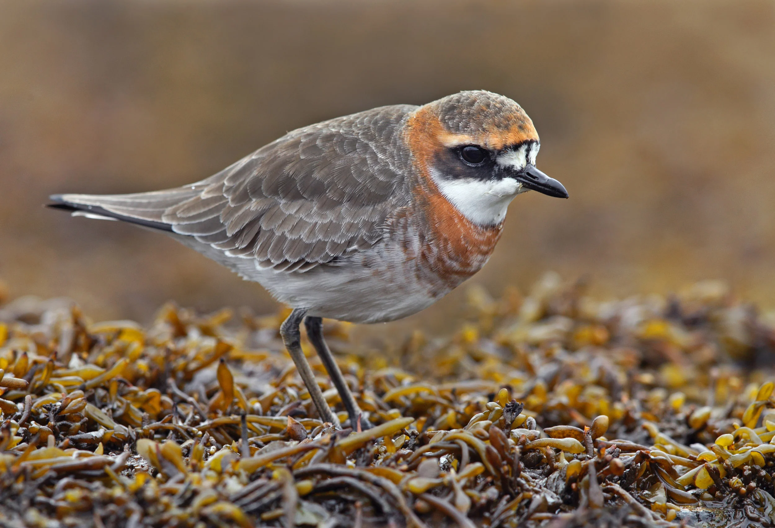 web  mongolian plover AP9F2987 copy.jpg
