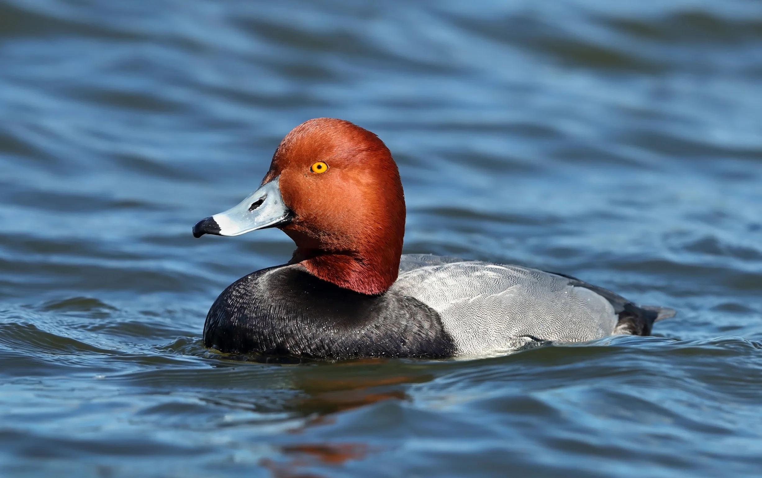 web new redhead AK1I1159.jpg