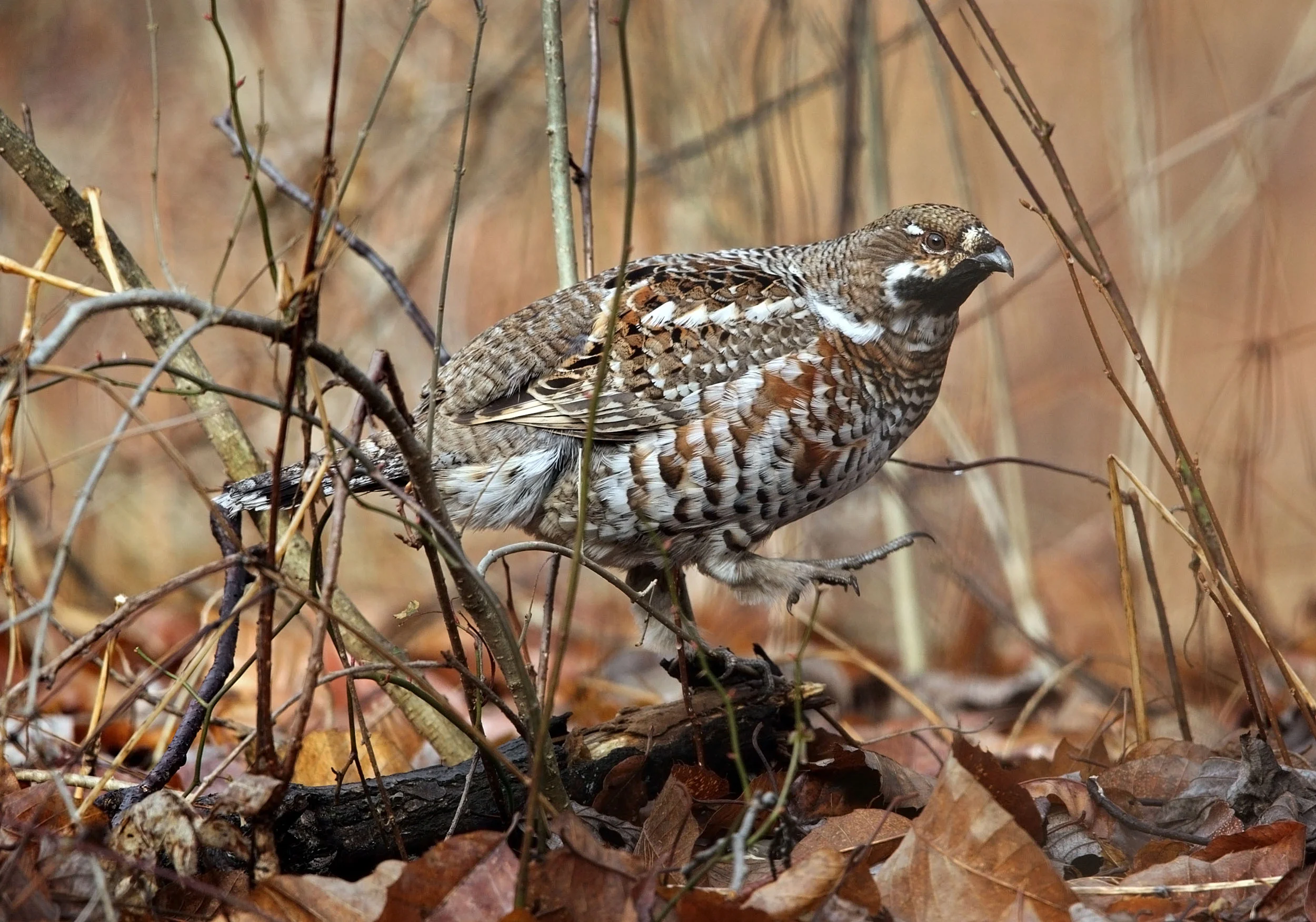 web hazel AP9F9778.jpg