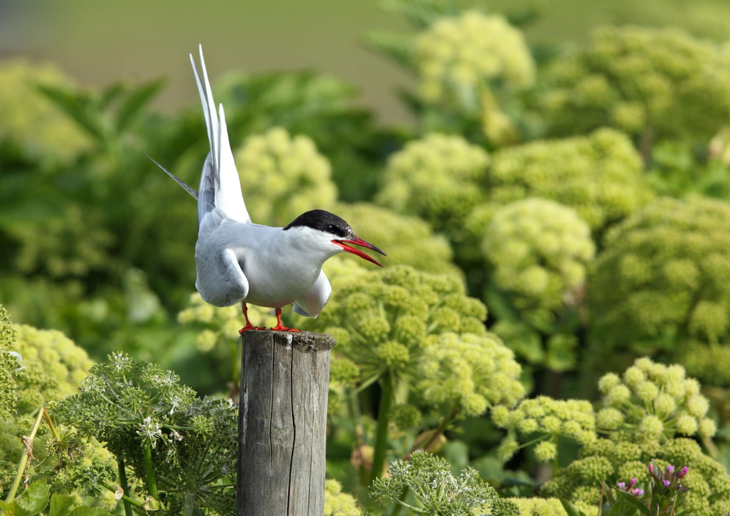 arctic+tern+AP9F9195.jpg
