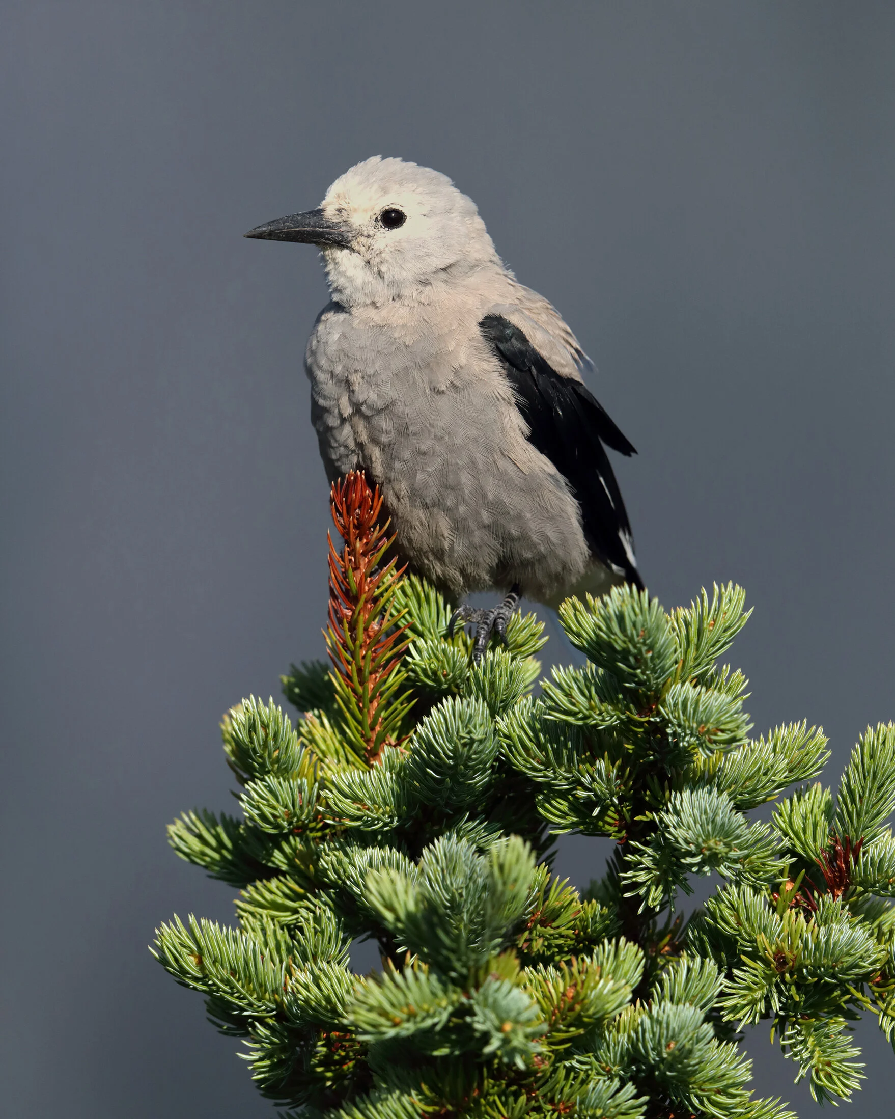 web clark's nutcracker AK1I6638.jpg